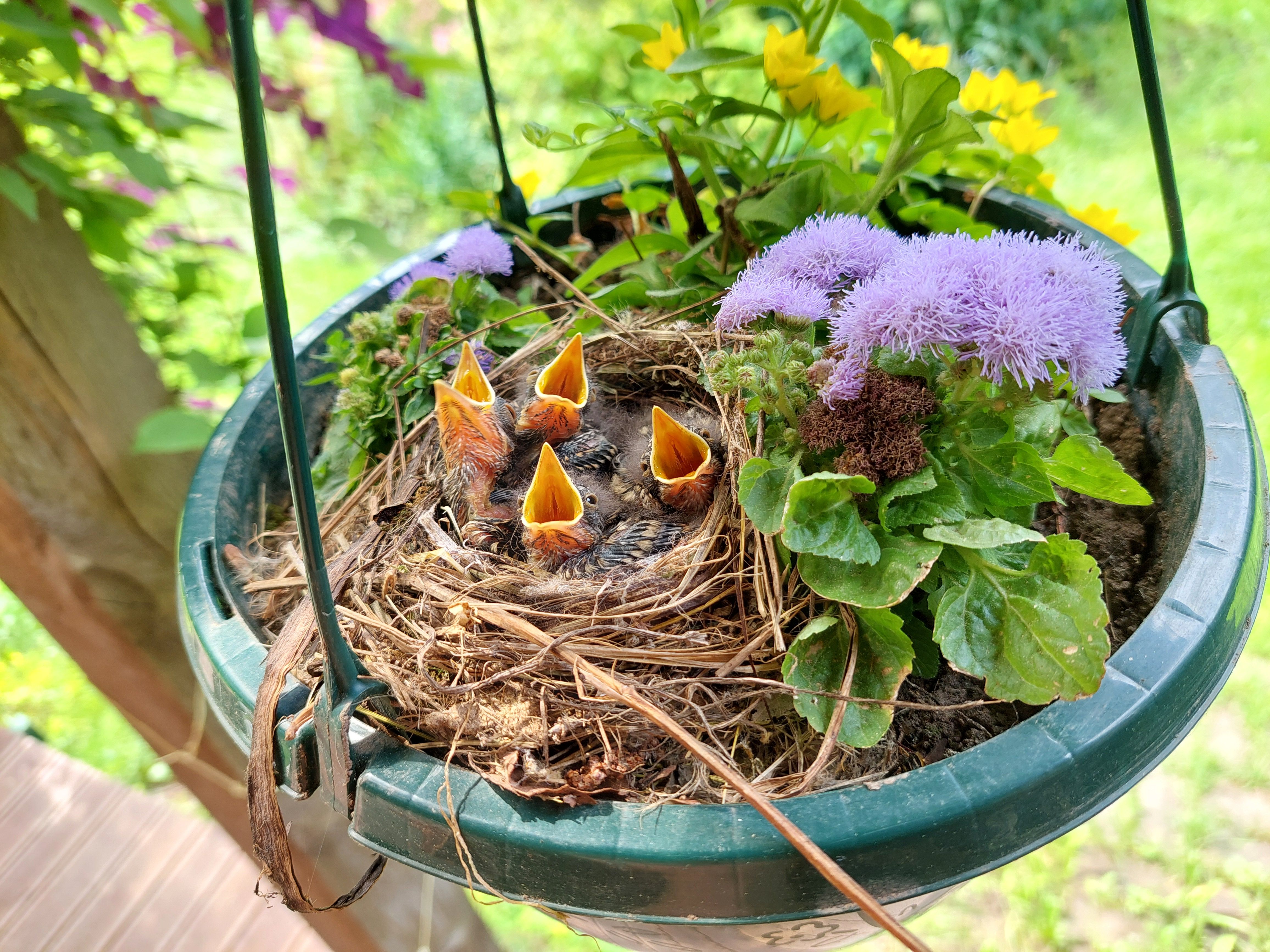 Foto meie välisukse kõrval lilleamplis olevast linnupesast! 😊