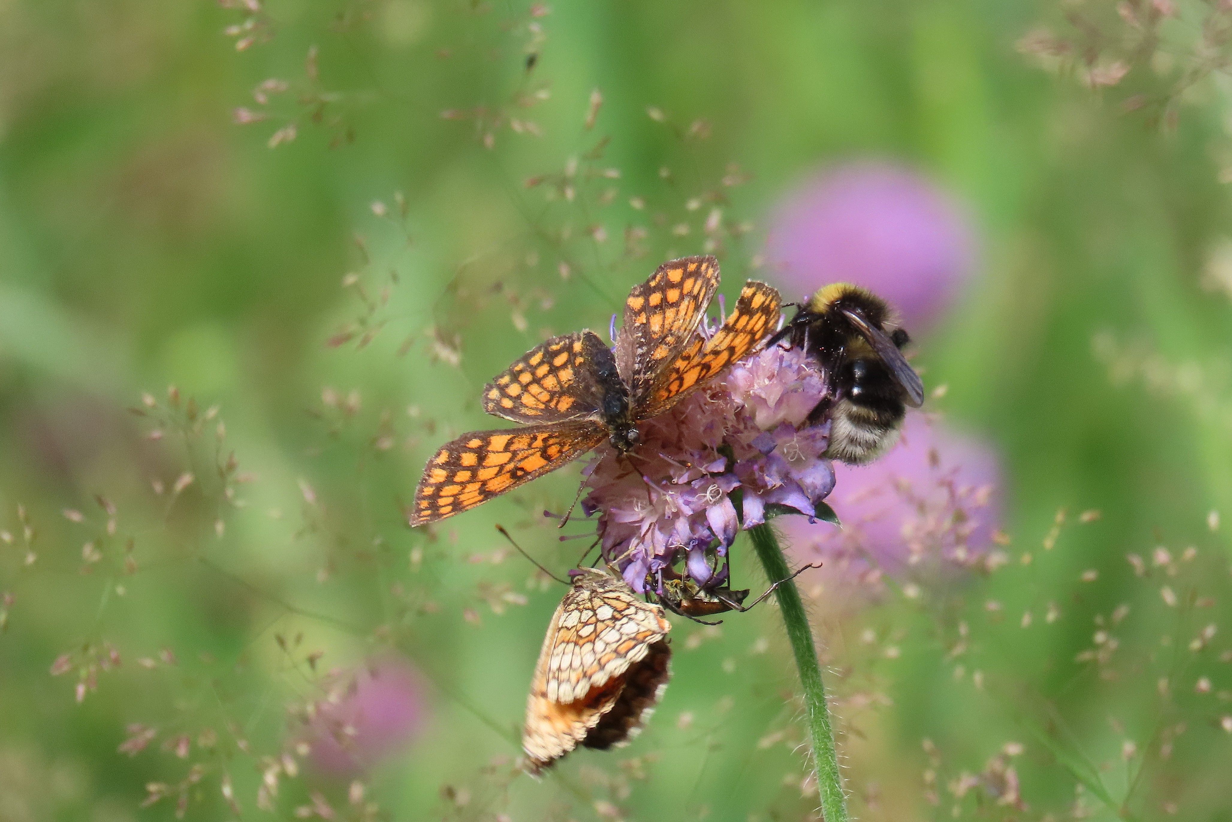 üks õis meelitas paljusid....