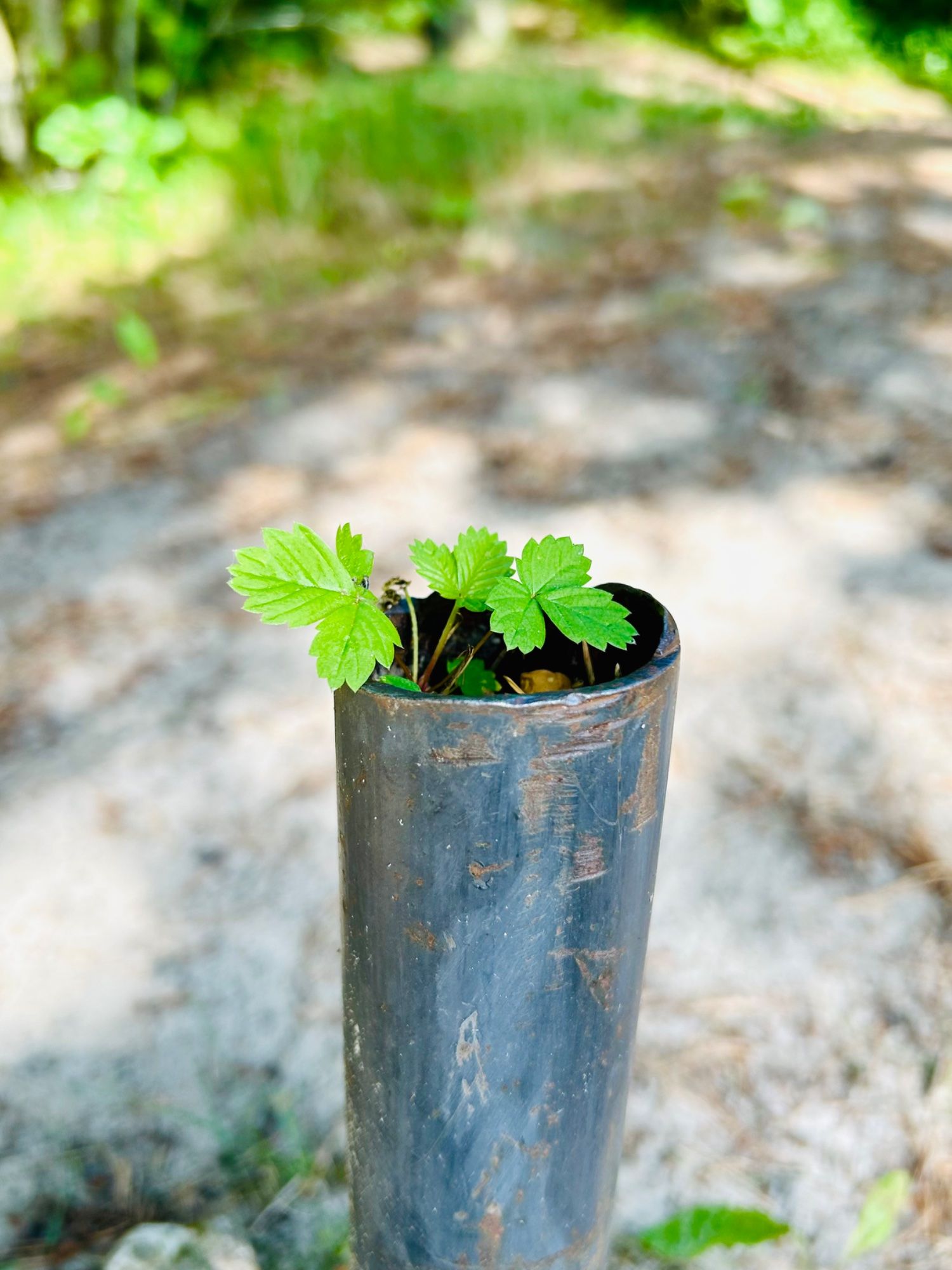 Suvi on tärganud ka seal, kus seda kõige vähem oodata oskaks. 🌱🍓