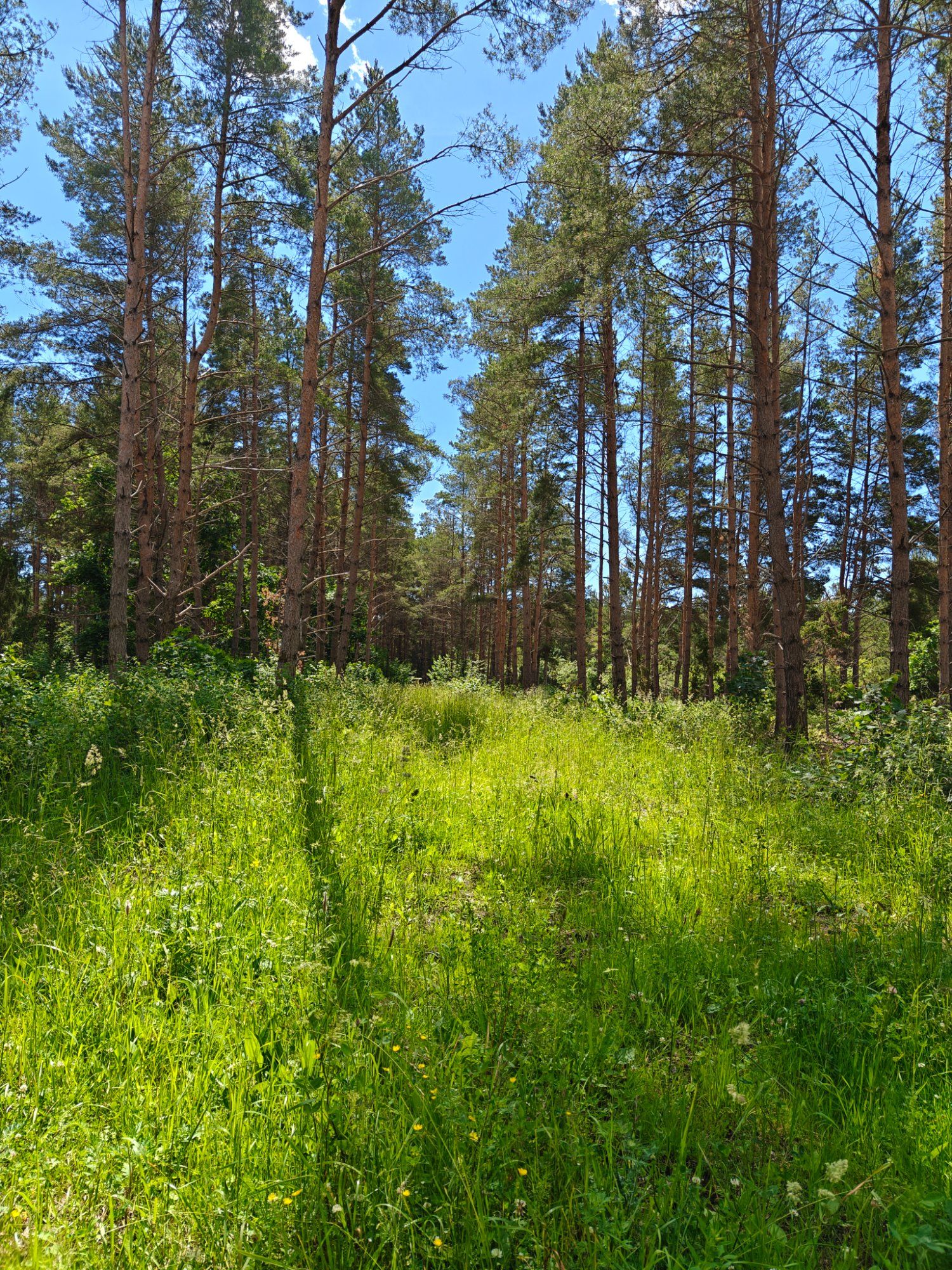 Saaremaa metsad