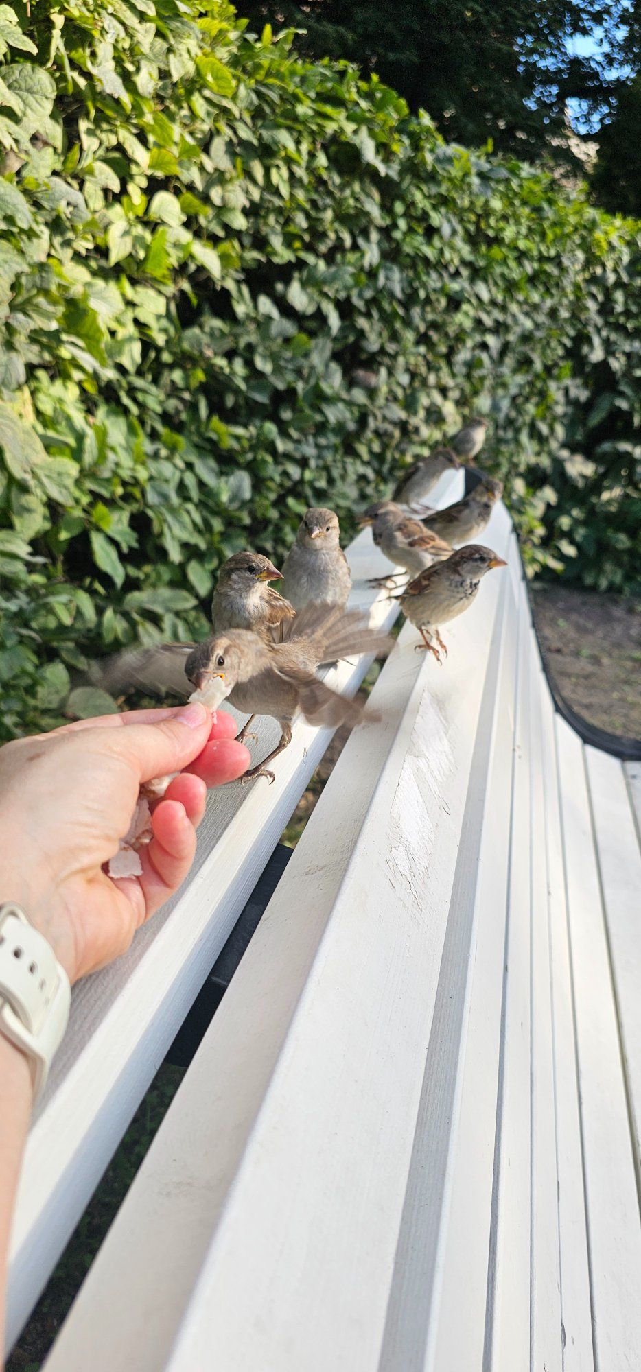 Väikesed