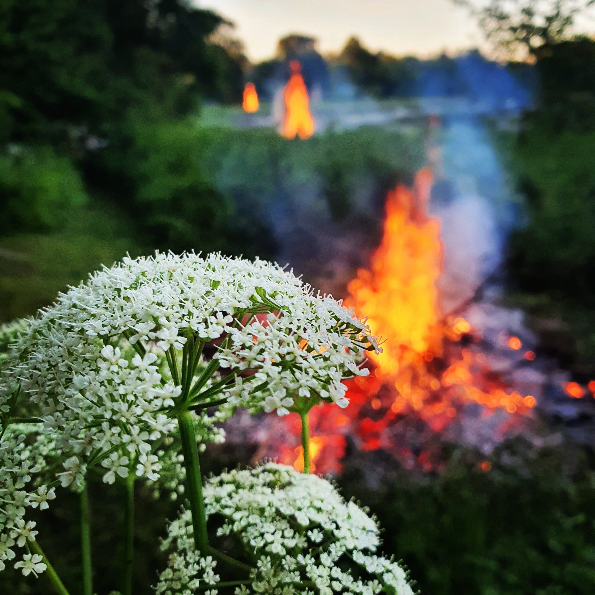 Jaanipäev
