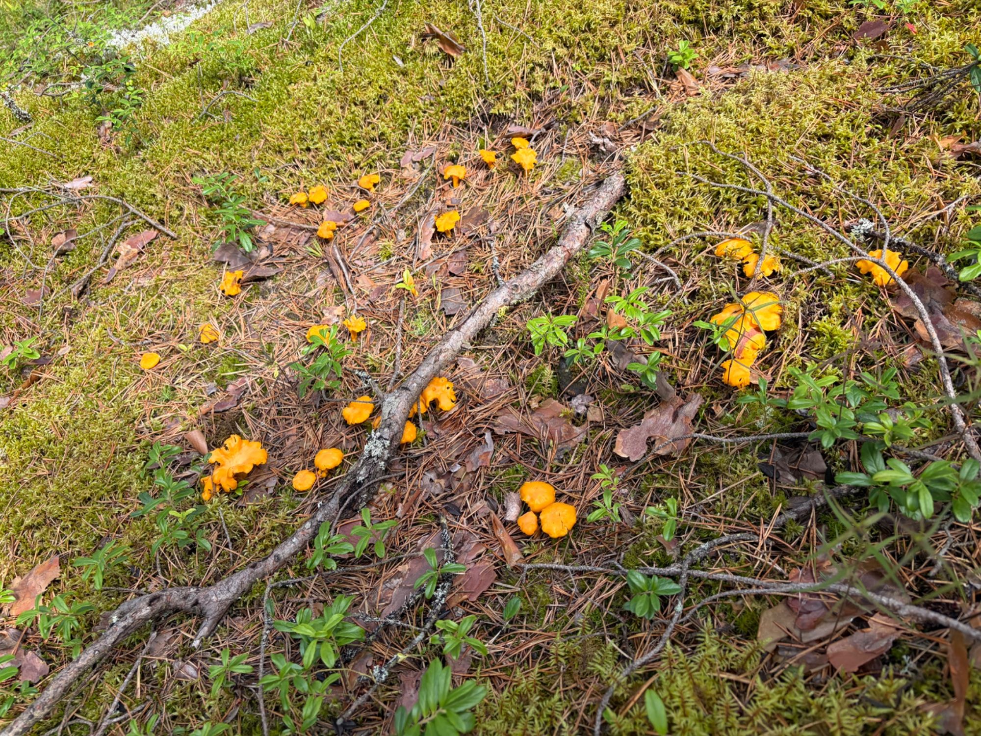 Seenelkäik Setomaal