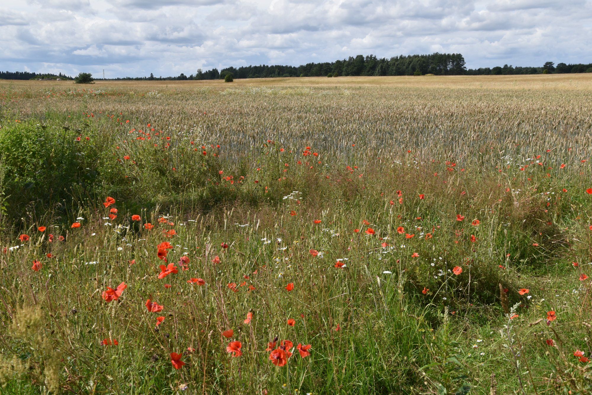 Suvine viljapõld