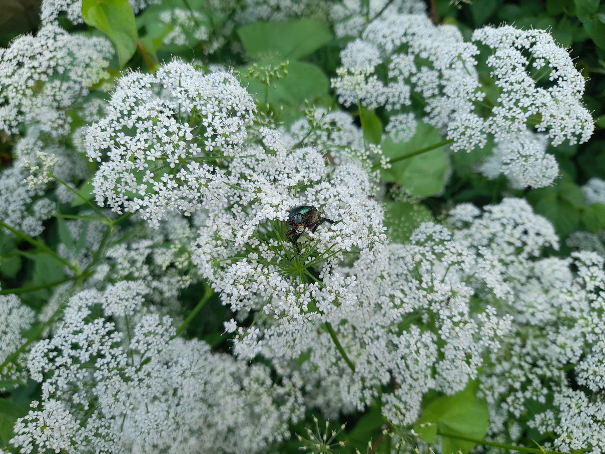 Sattusin täiesti juhuslikult põrnikate pidusöögile. Üks neist oli eriti ablas, "käpad" käisid siuh-säuh. Foto tehtud üsna eaka mobiiliga, aga sai küllalt tore.