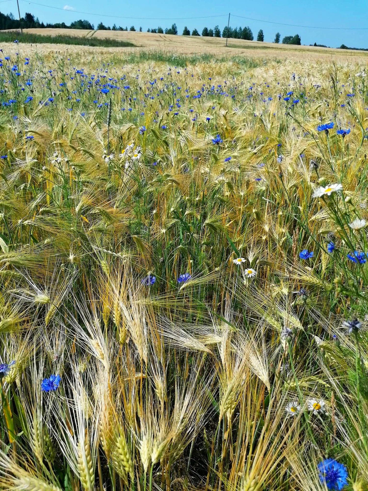 Suvi pani selga oma kauneima kleidi – kuldsed viljapead, sinised rukkililled ja õrnad karikakrad. 🌾💙