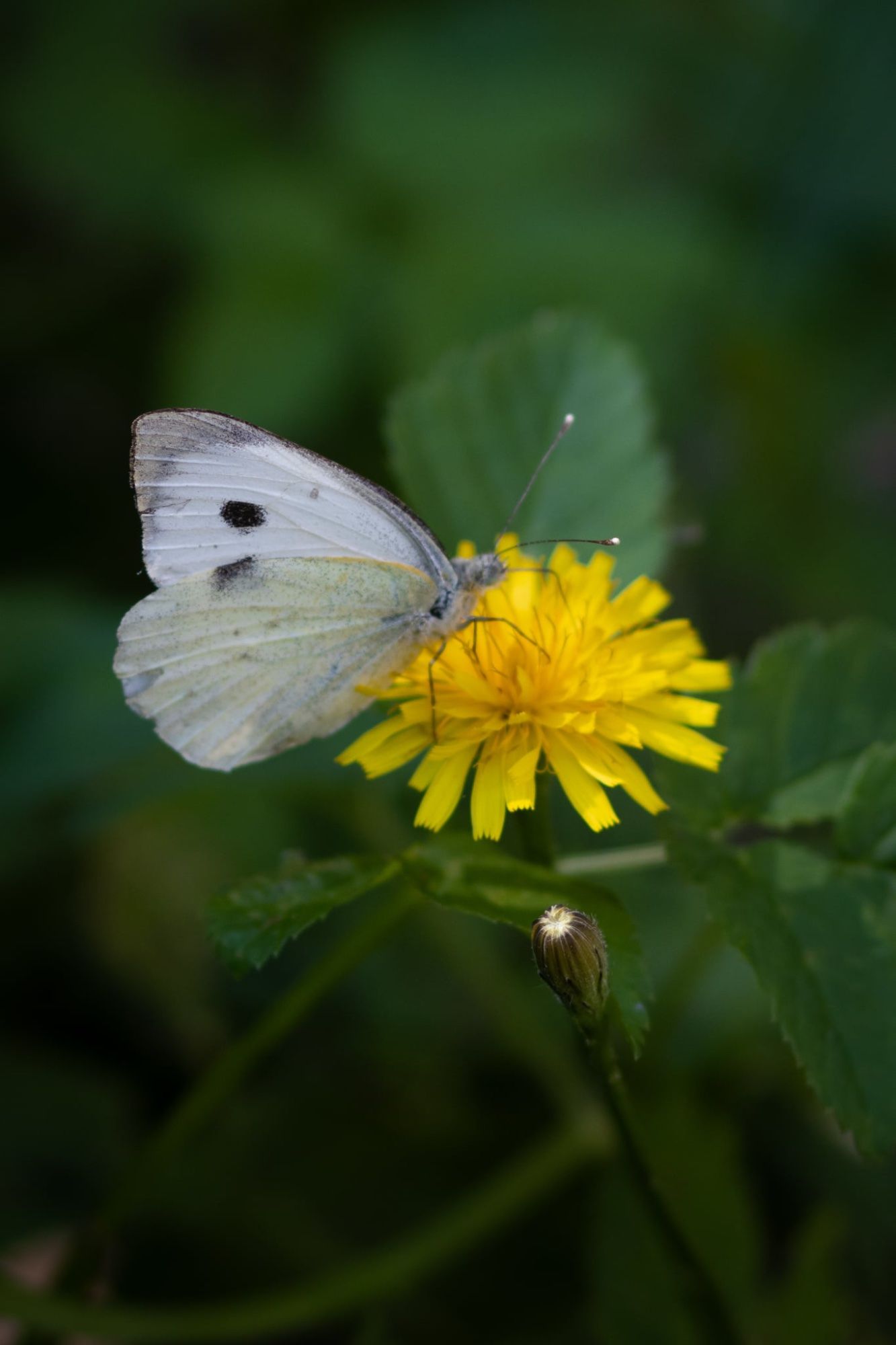 Liblikas ja võilill