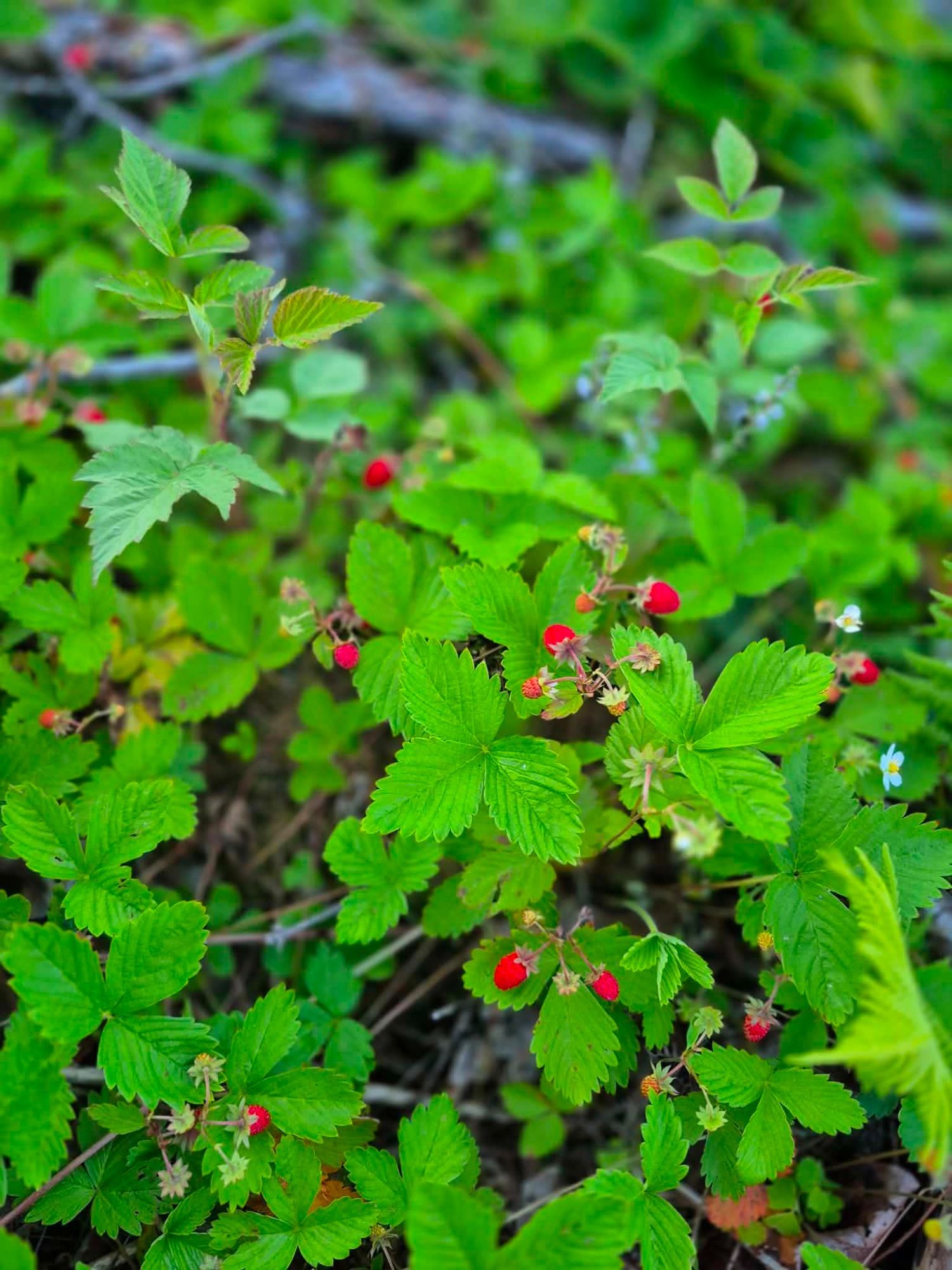 Metsmaasika hullus🍓