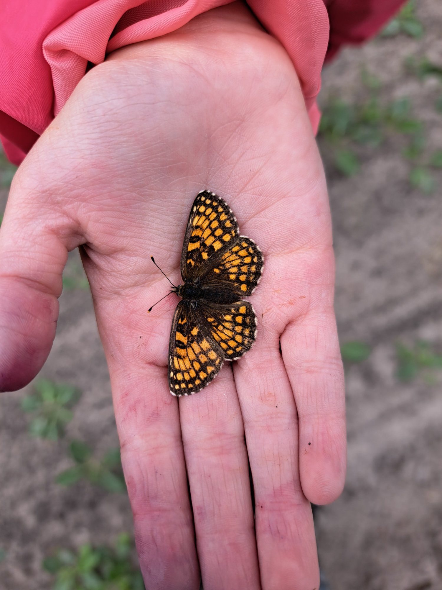 🦋