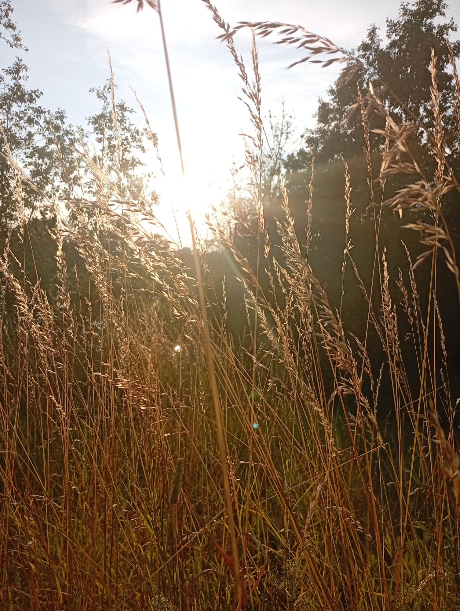 Järveääre loojang
