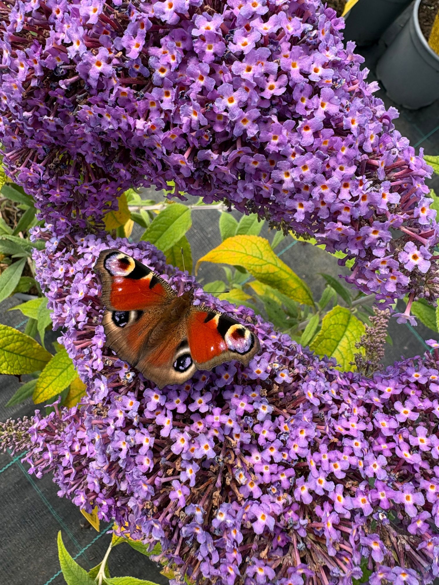 Liblikas buddleja õiel. 