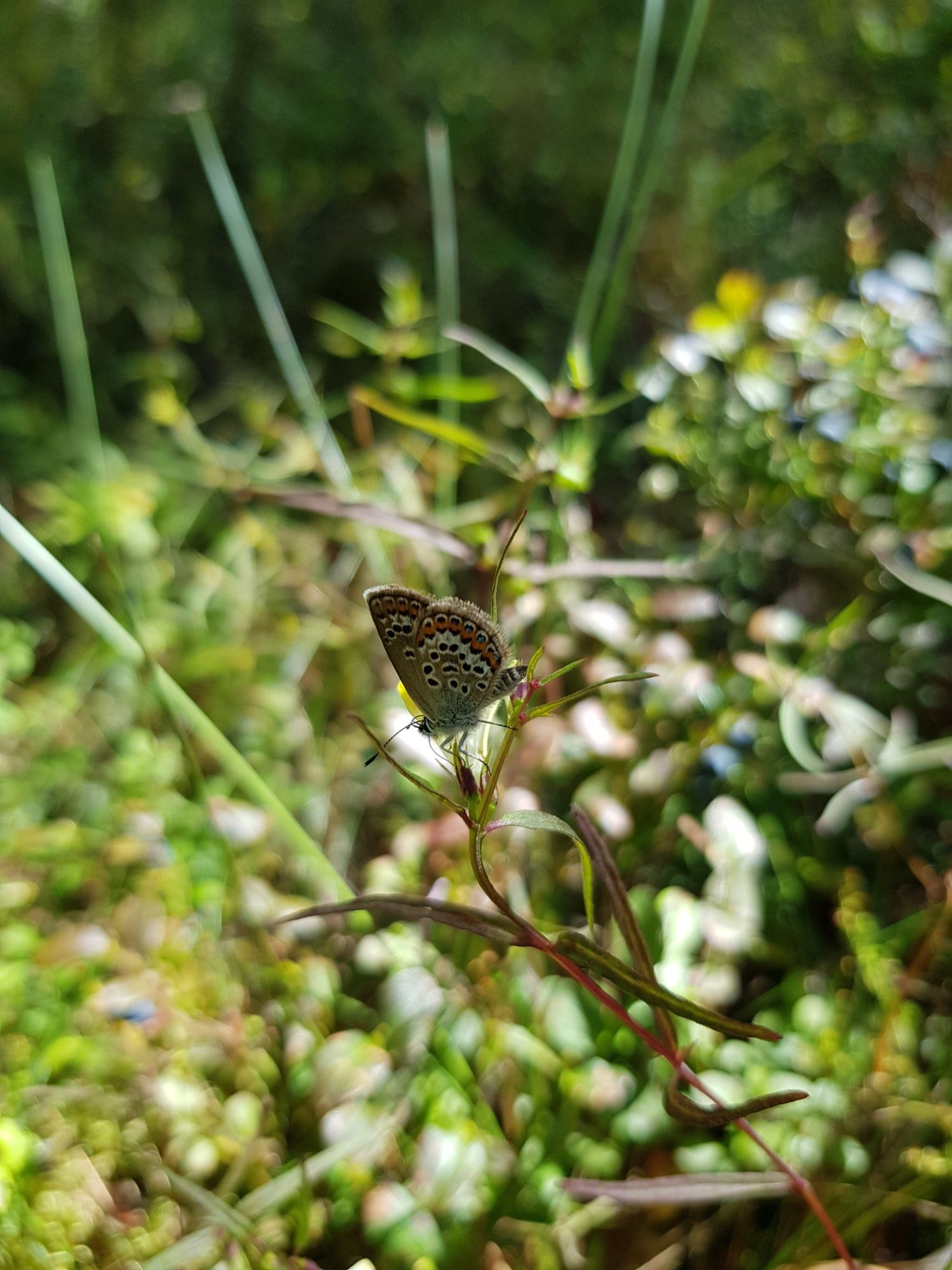 Suvepäeval metsas