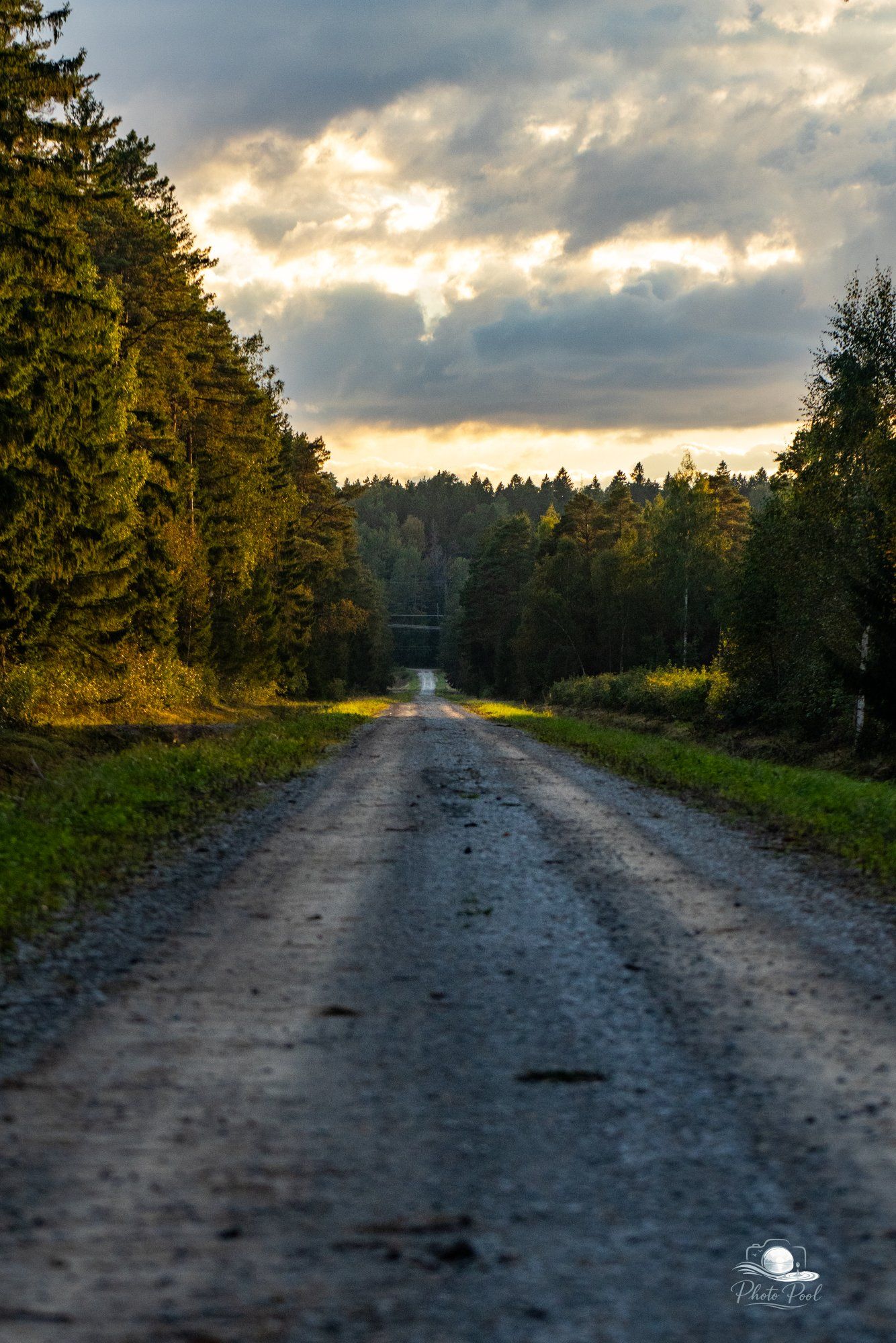 Uljaste metsateel uitamas