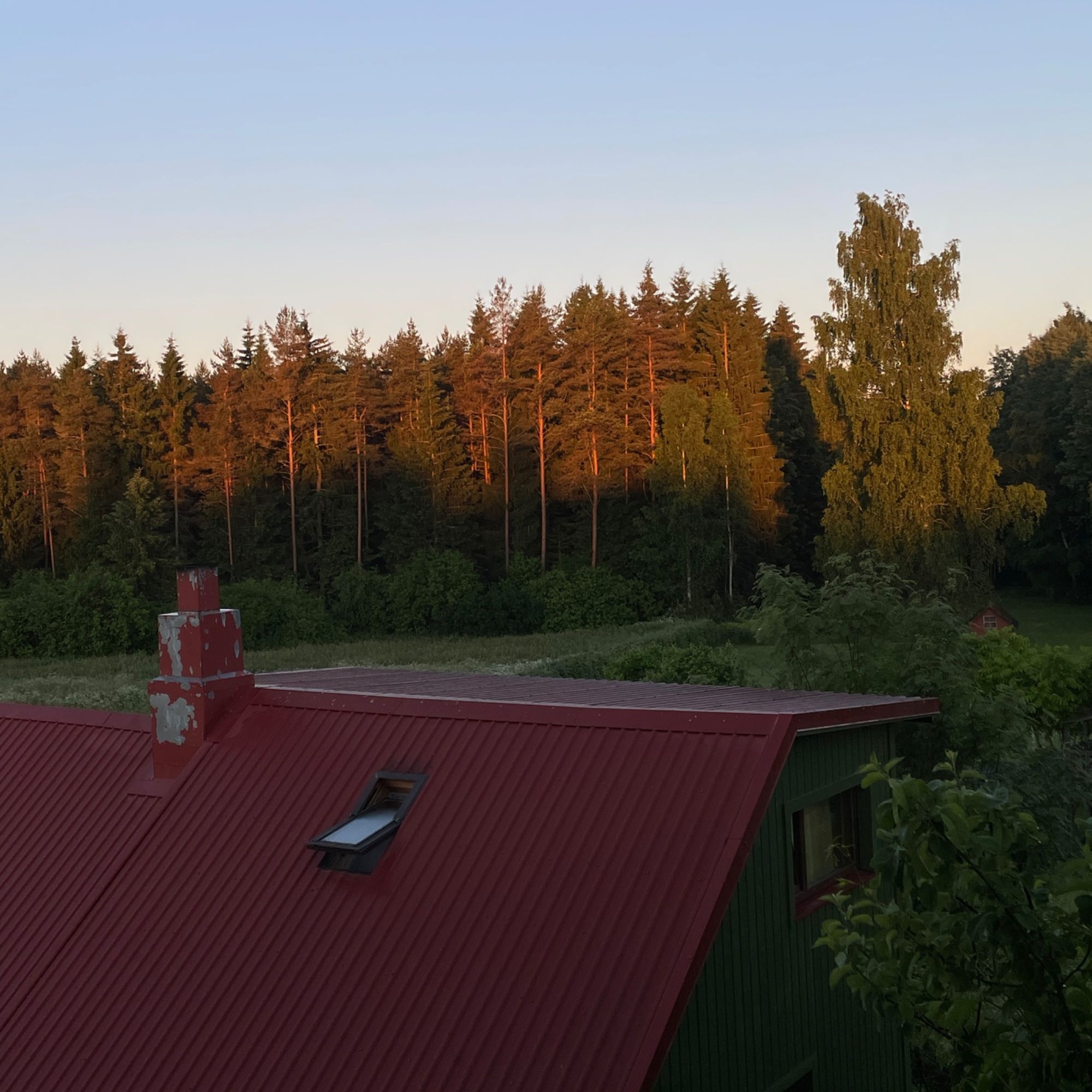 Päike poolitab metsa valgusega