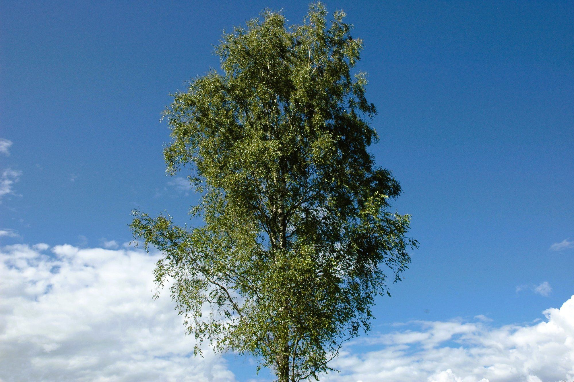 vahtrapuu on ilmasammas