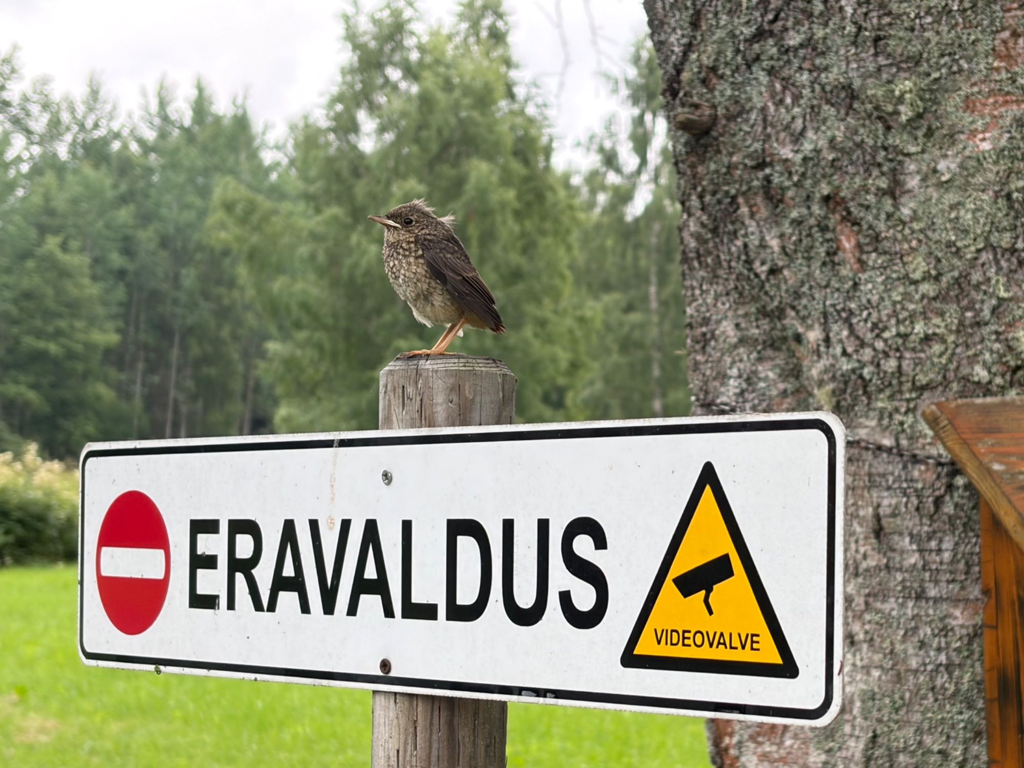 Väike valvur uhkelt valvamas