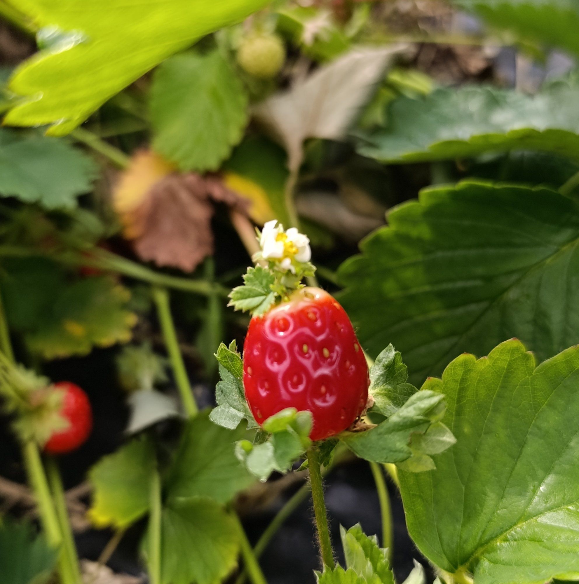 Hiiu Mari maasikapõllult isekorjamise päeval leitud maasikas. Jäi ilusti sinna kasvama🙂