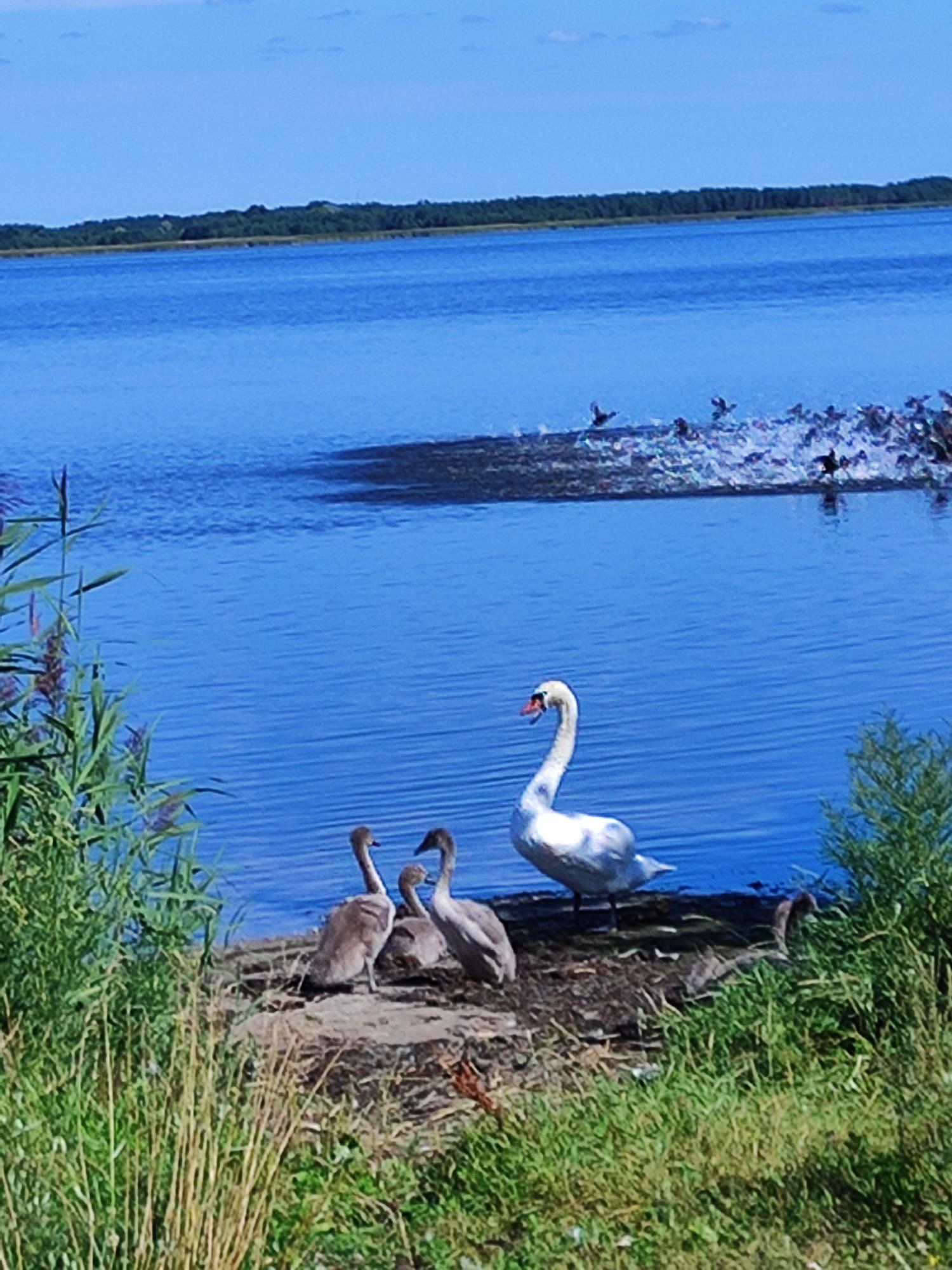 Jalutasime emaga mööda Promenaadi ja märkasime luike oma poegadega.