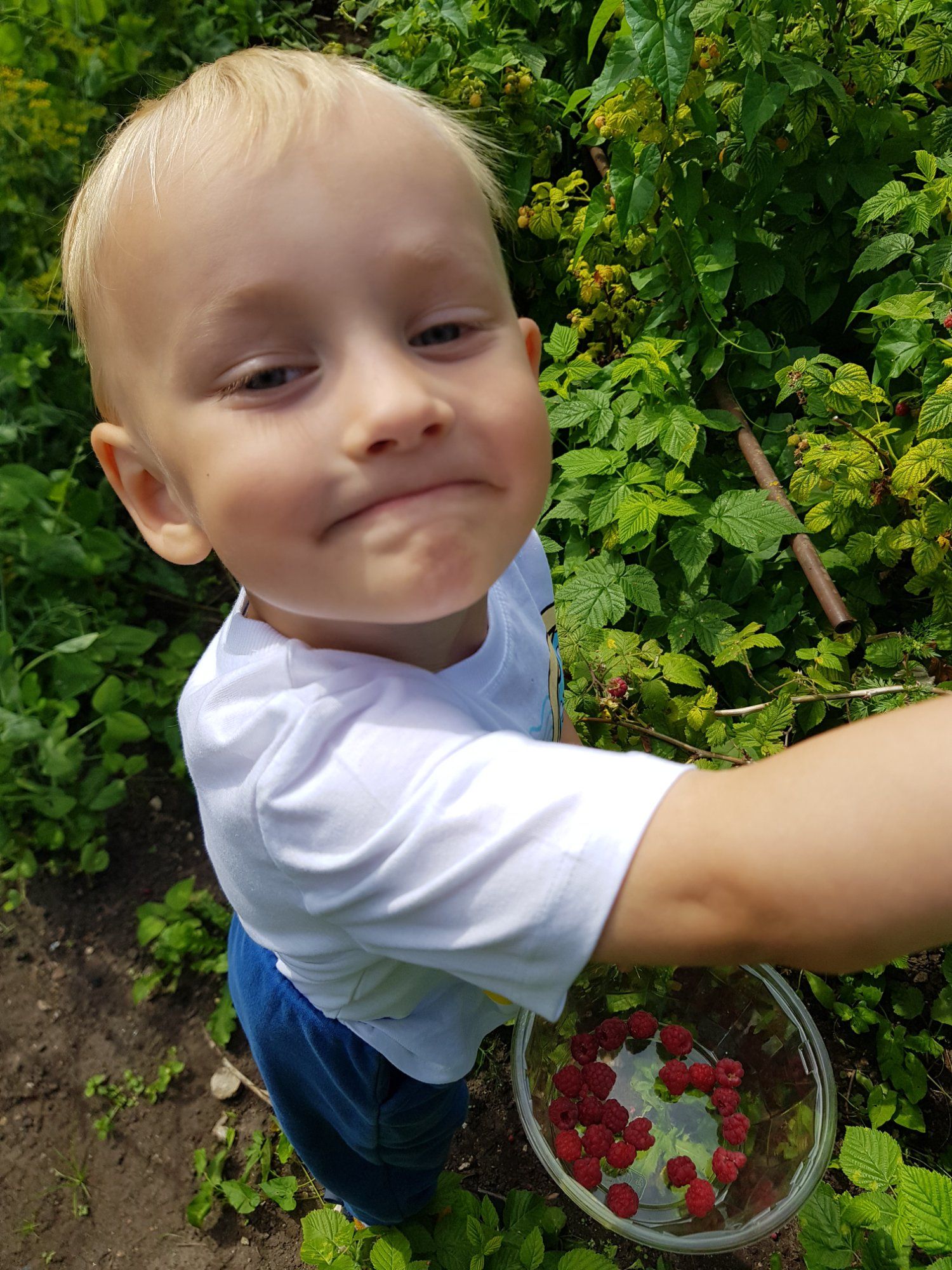 Vaarikamaias vaarika aias, vanavanaema juures