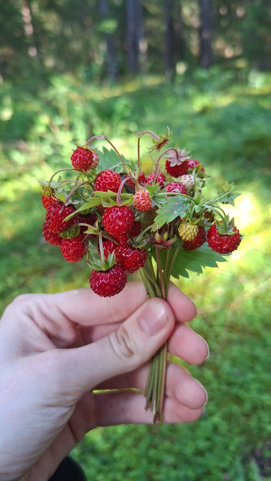 Maasikad metsast 🍓