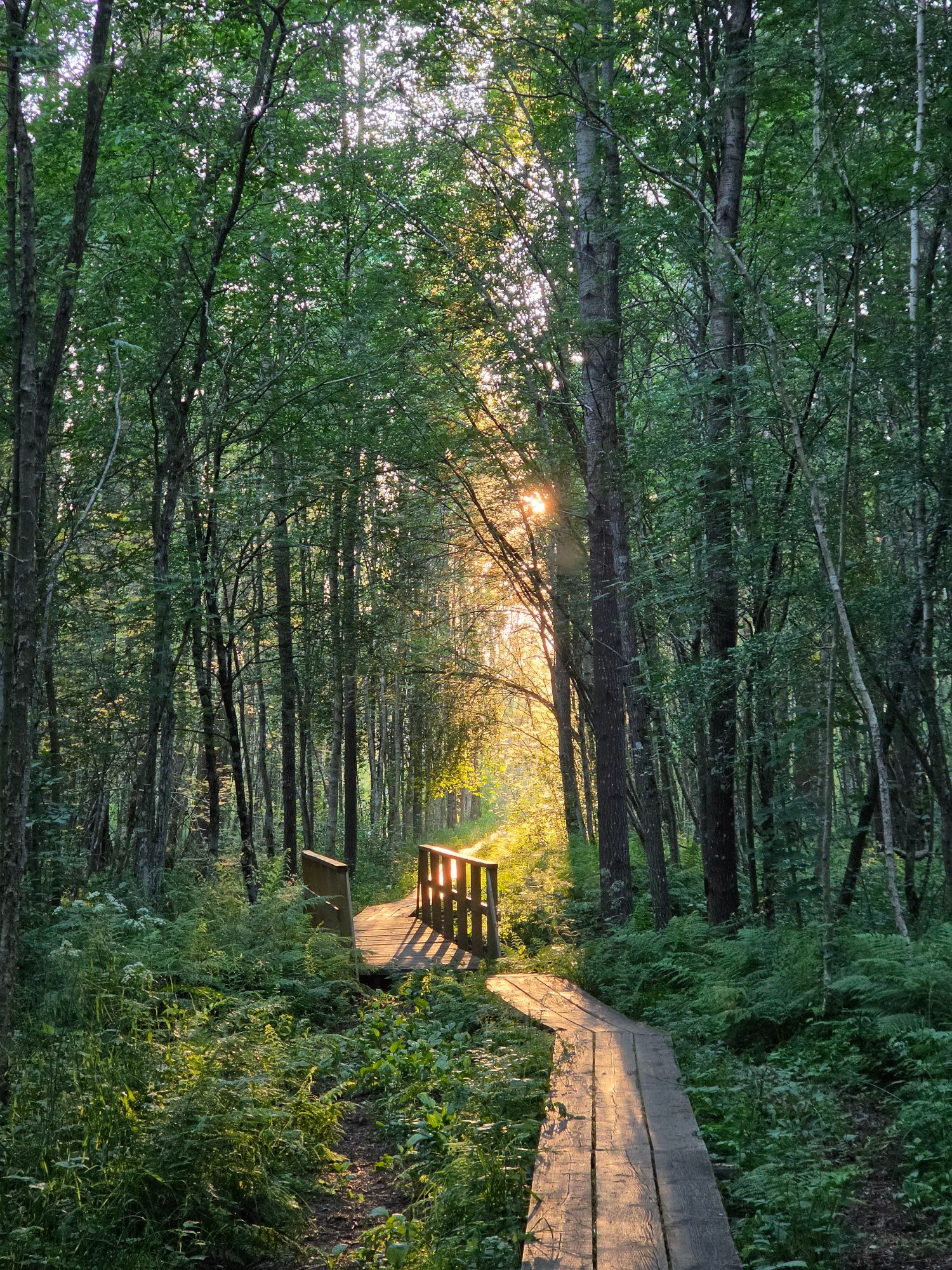 Pääsküla Raba matkarada ilusal päikselisel õhtul.