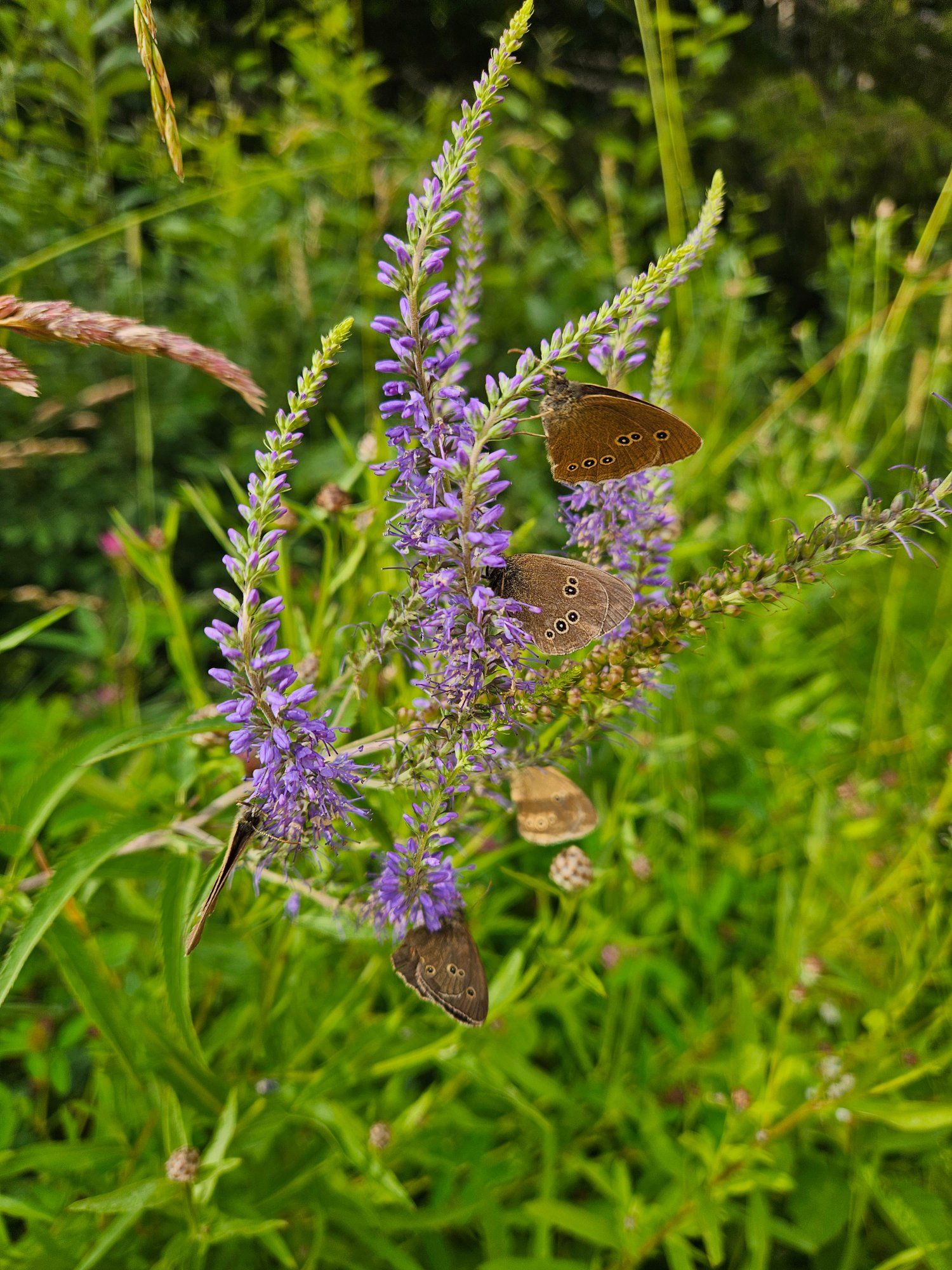 Liblikate kogunemine