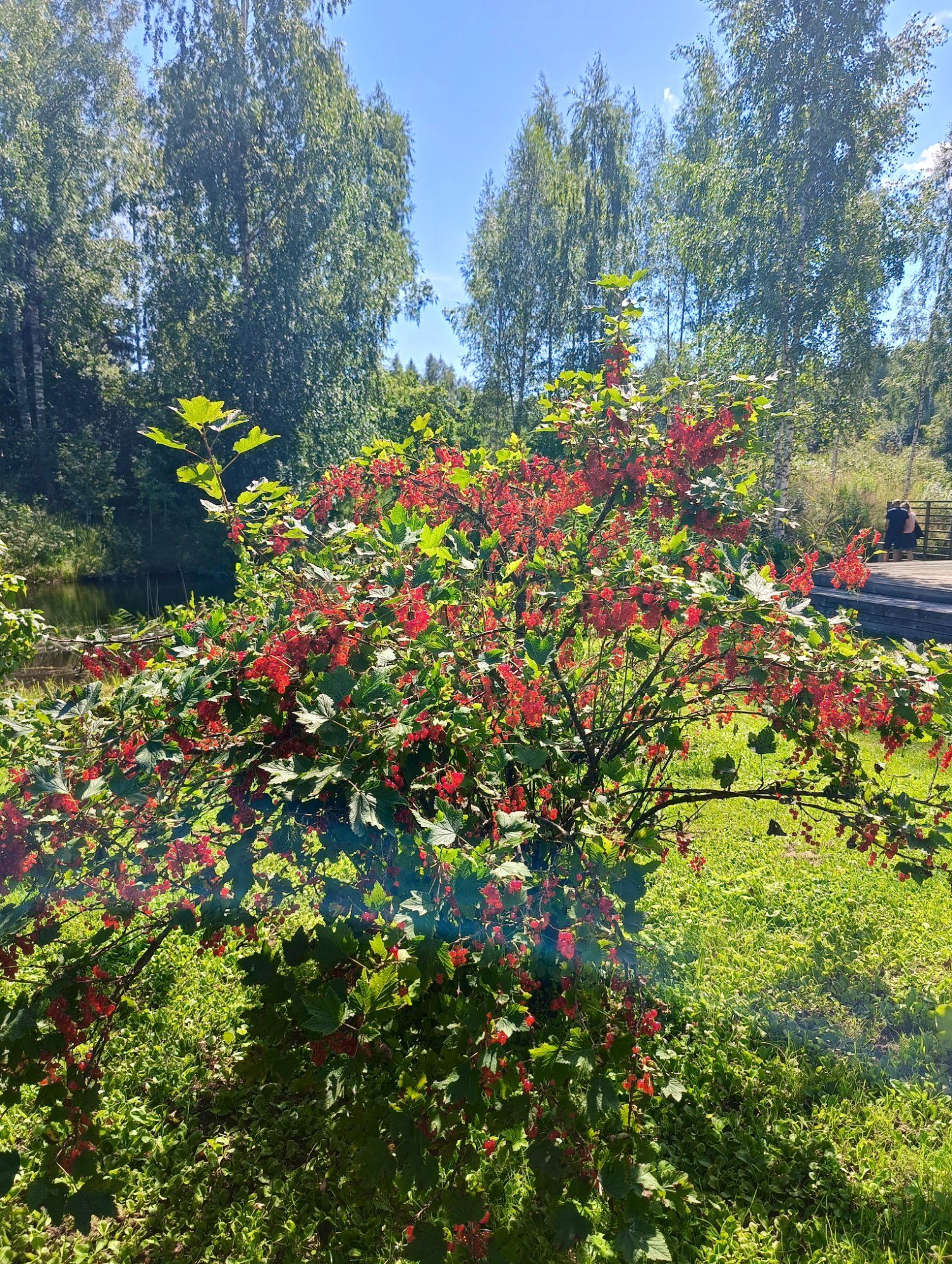 Maitsev suvi
