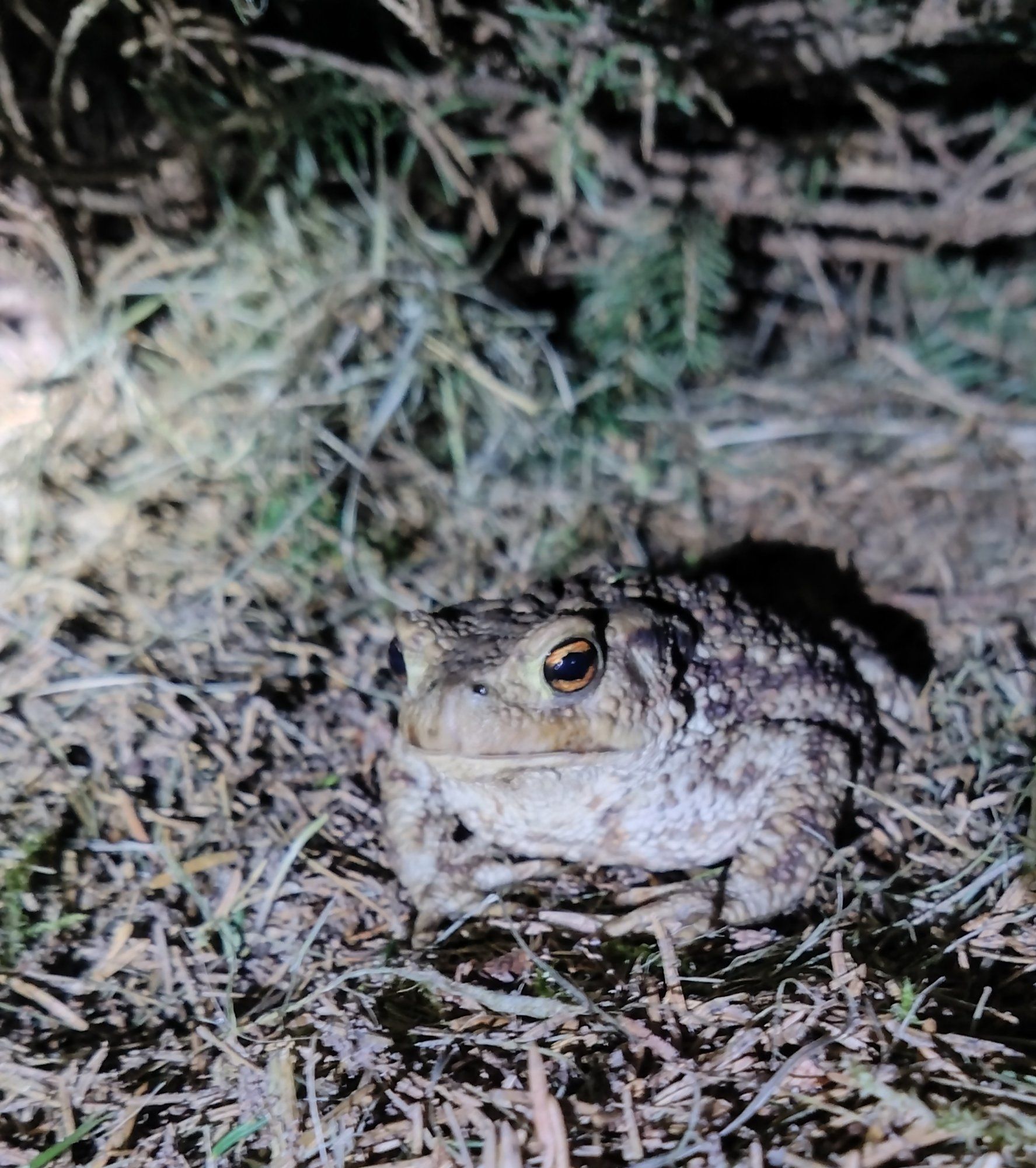 Aiavalvur 🐸
