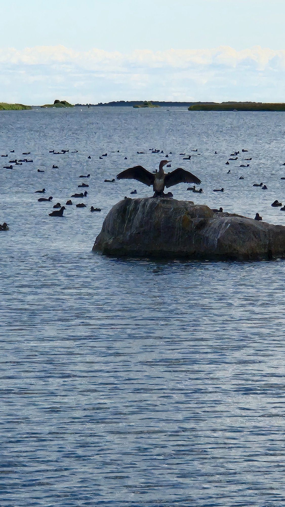 Linnuelu.kormoran kuivatab tiibu suvepäikese käes kalapüügi vaheajal