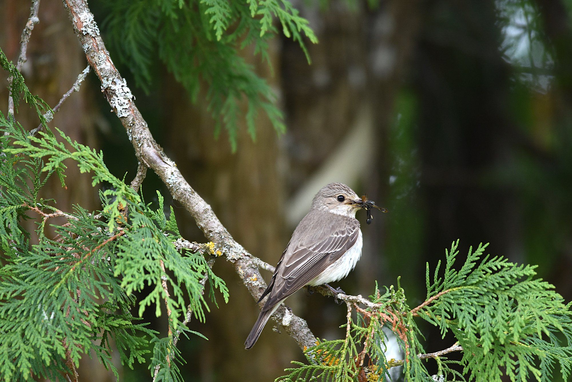 Hall-kärbsenäpp saagiga