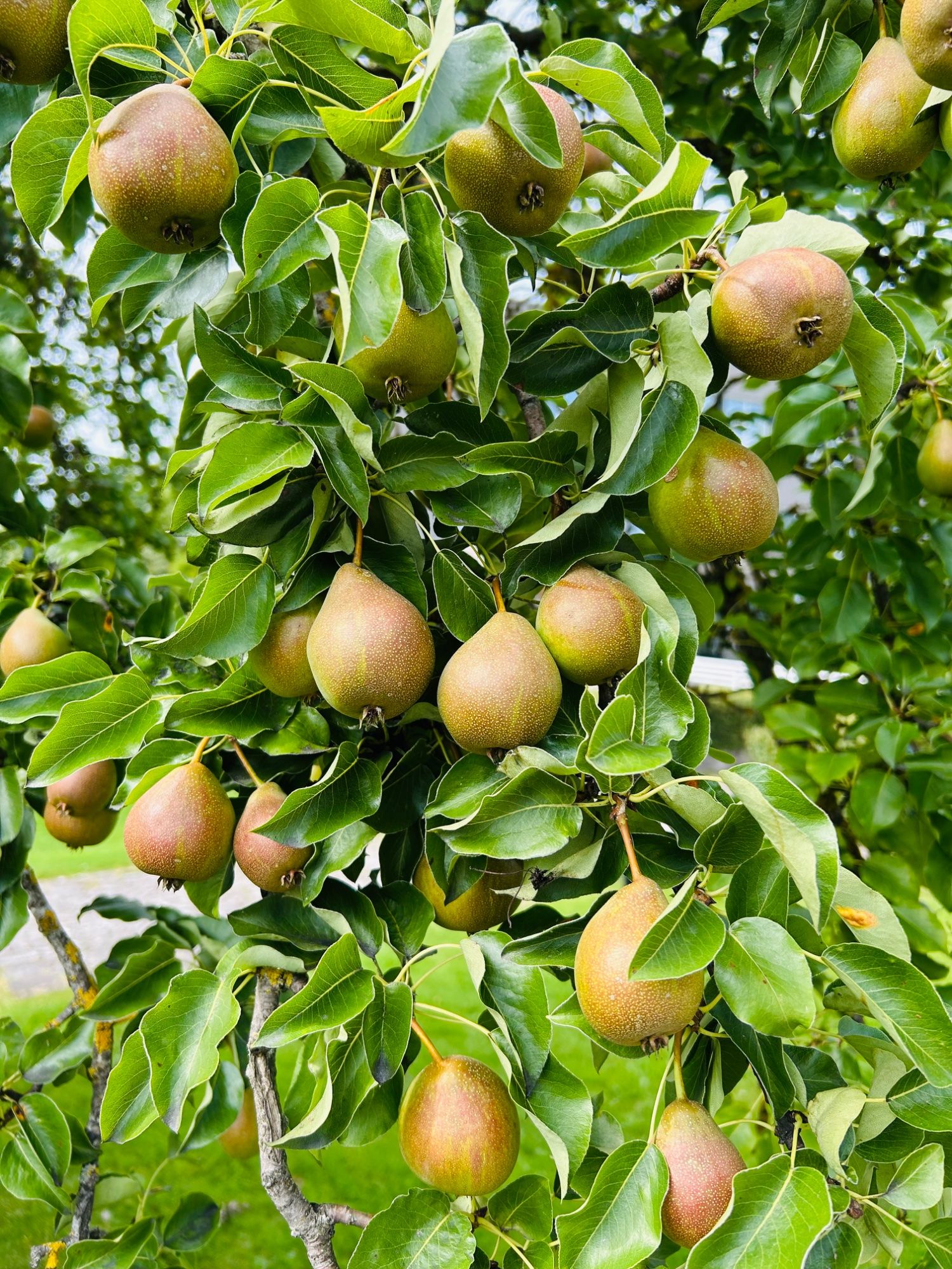 ☀️Suvi, mis kannab vilja🍐
