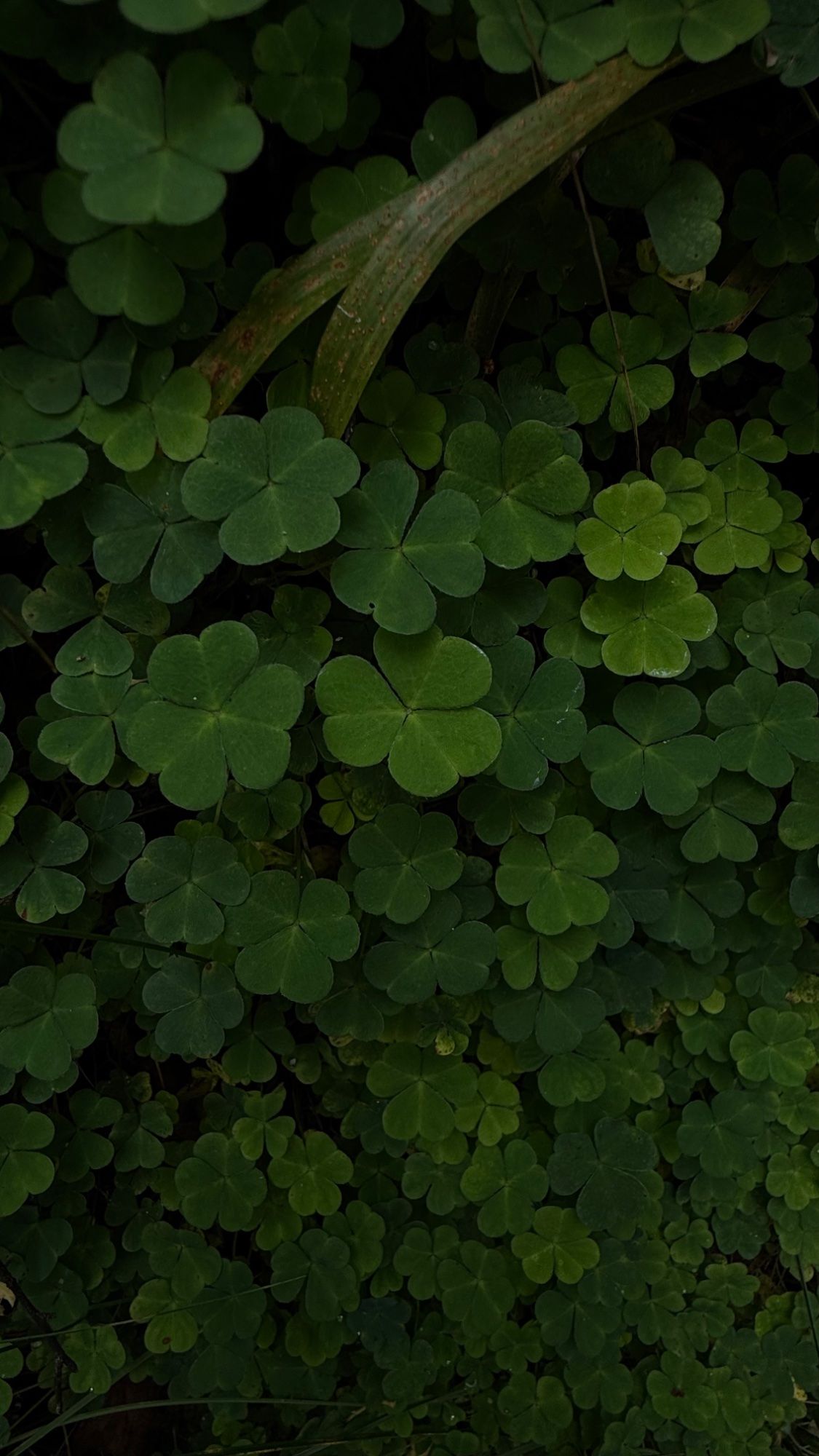 Oxalis acetosella