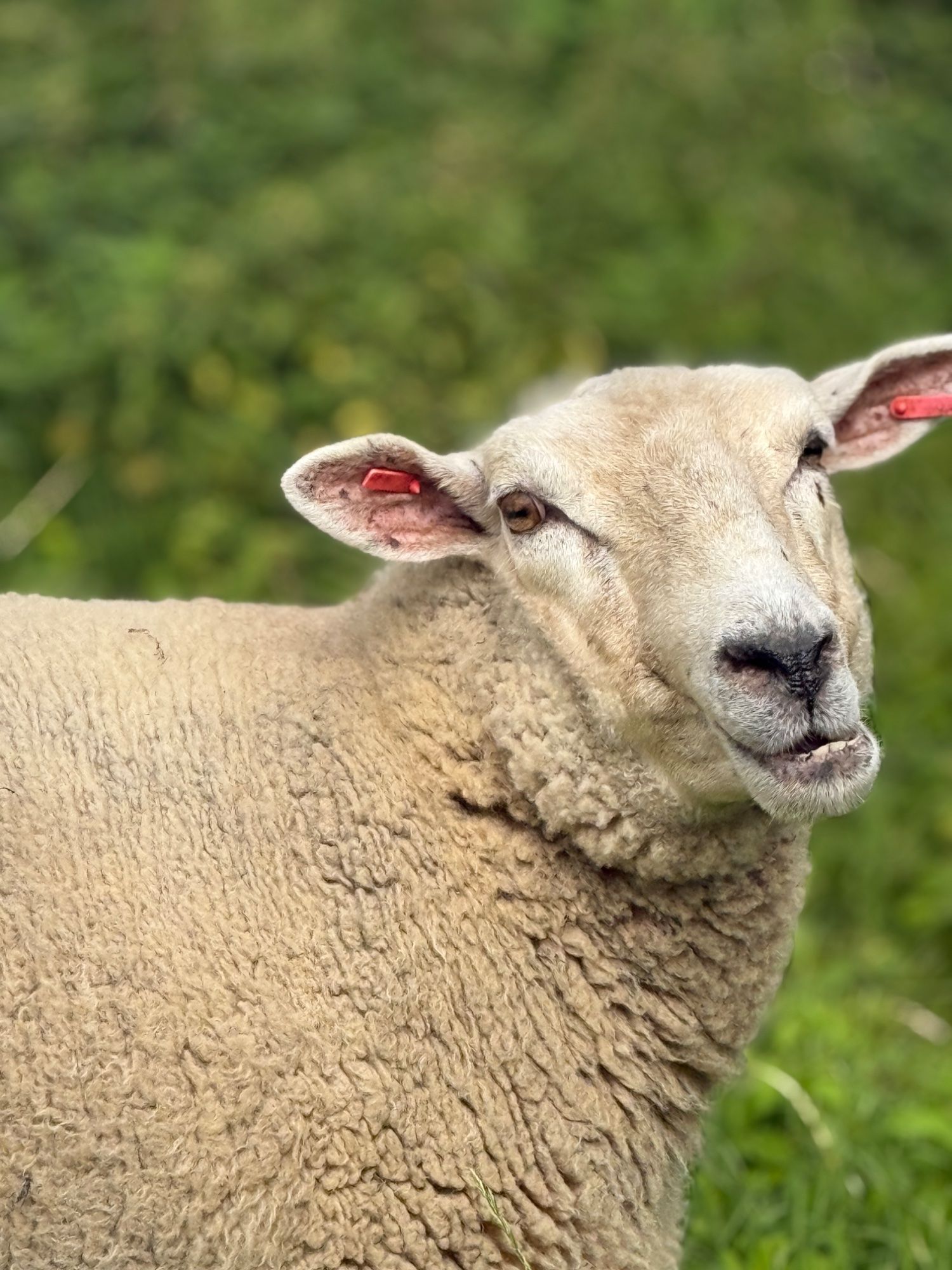 Lammas alla paremas nurgas