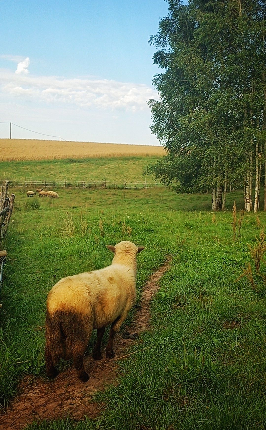 Kuhu viib see rada?