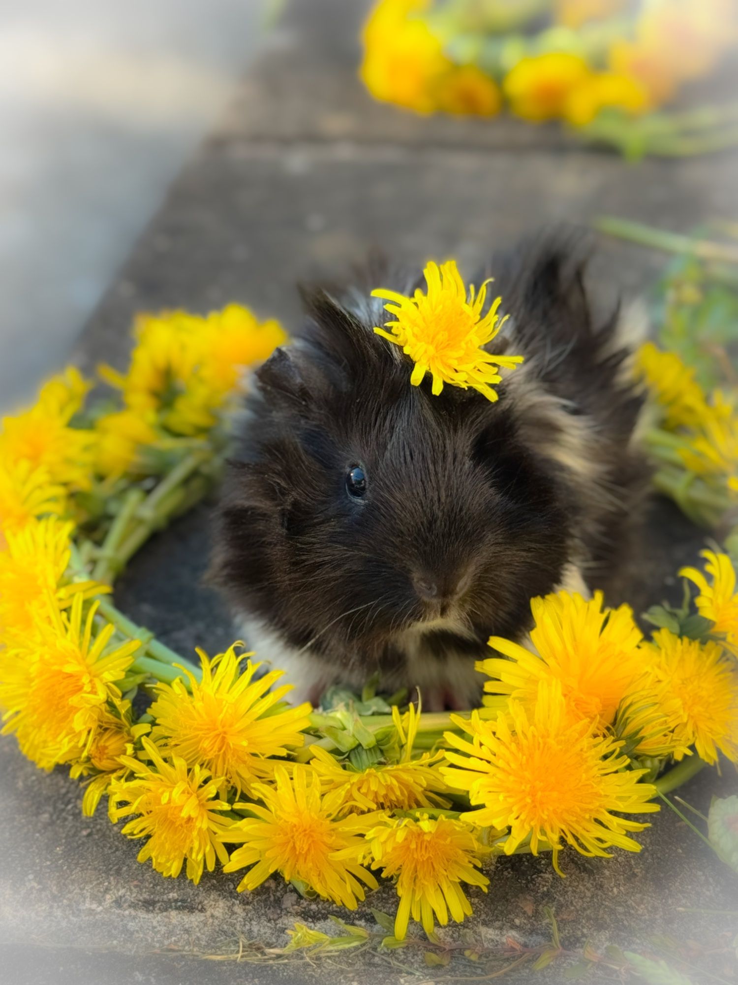 Oreo pidupäev 