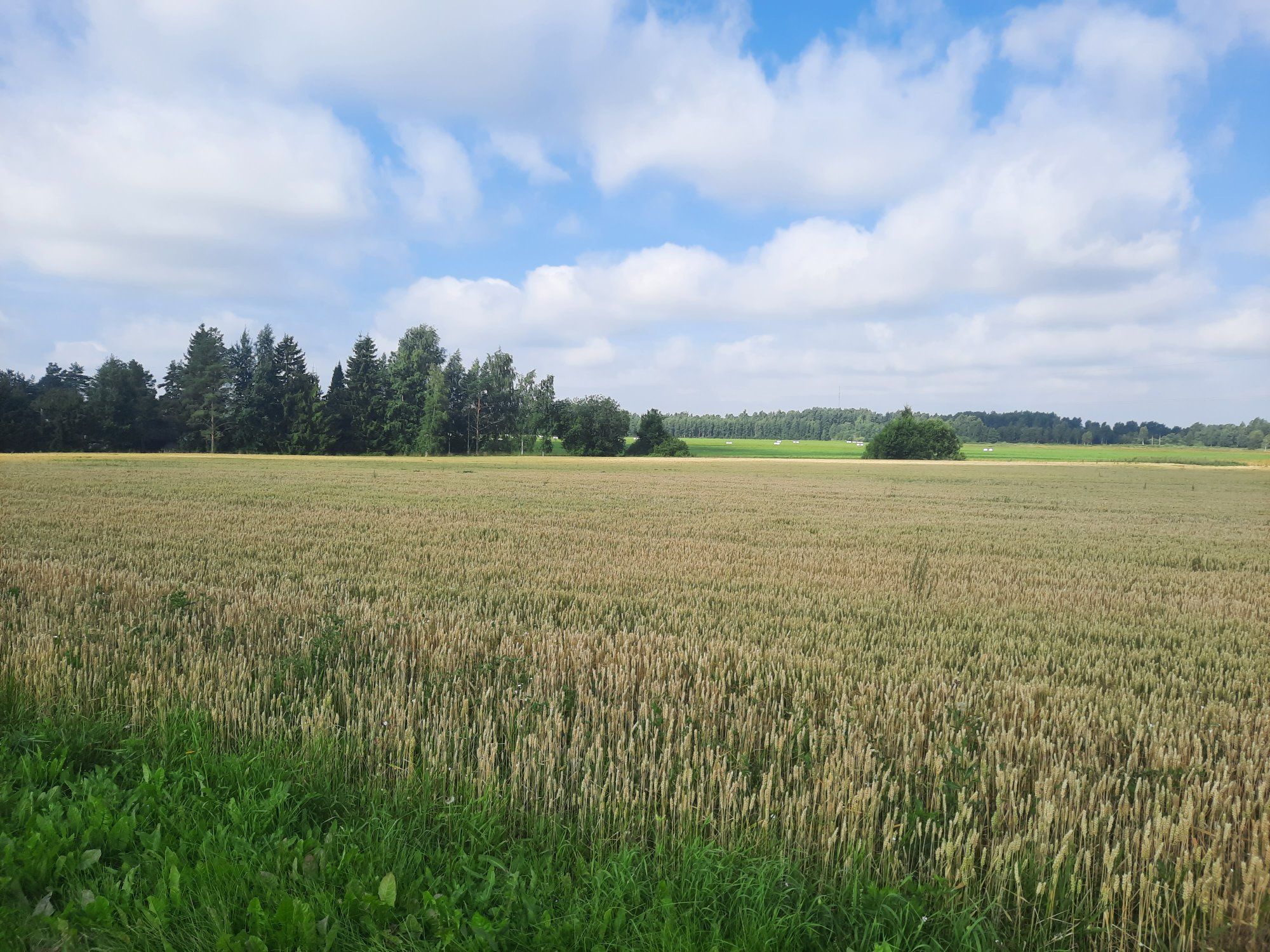 Eestimaa suvi: viljapõld, mets ja sinine taevas