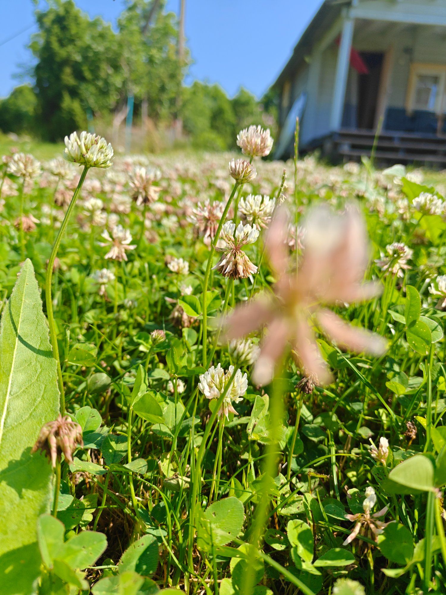 Saaremaa ristikuväli