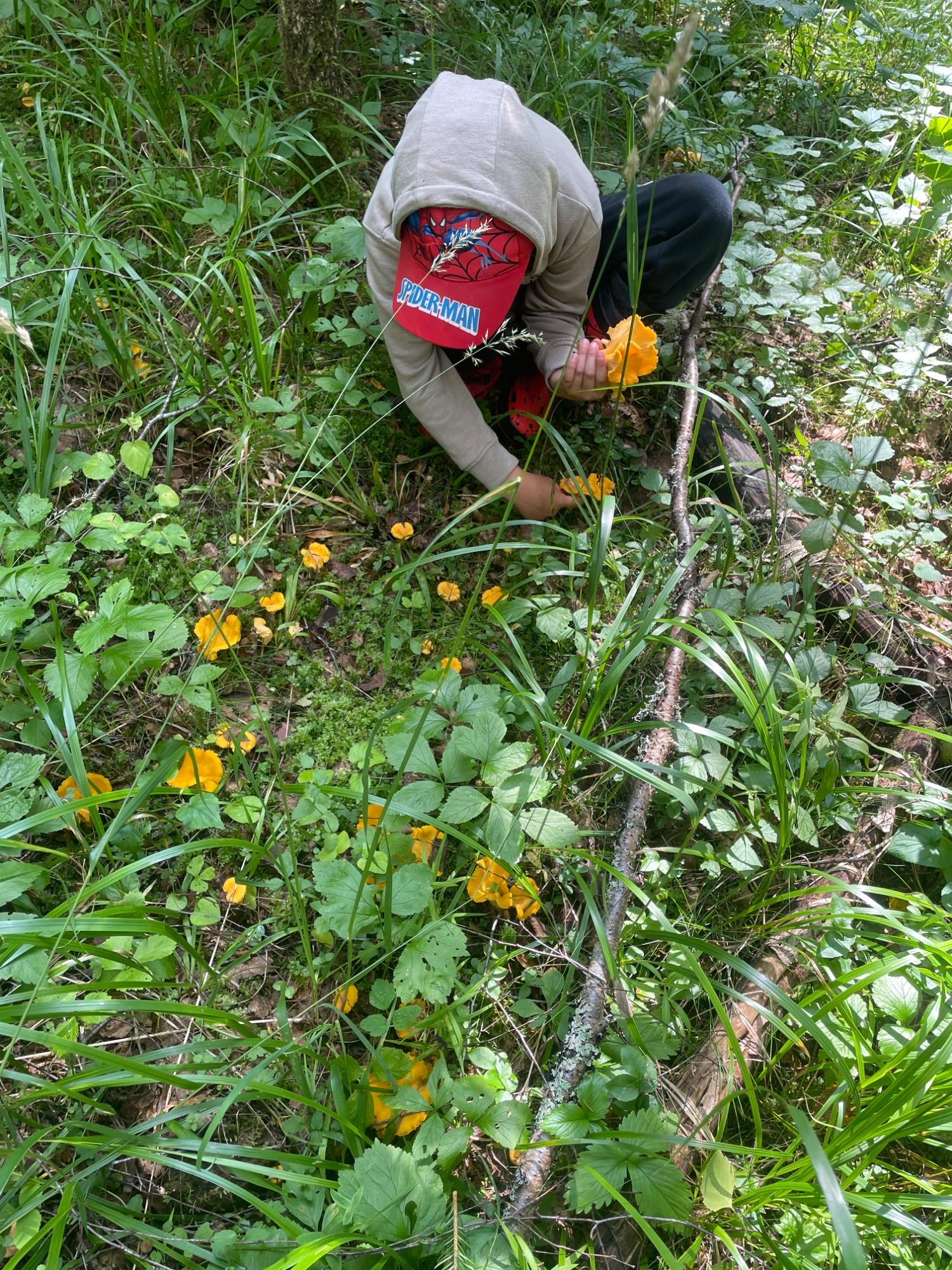 Mõnus suvine metsas käik 