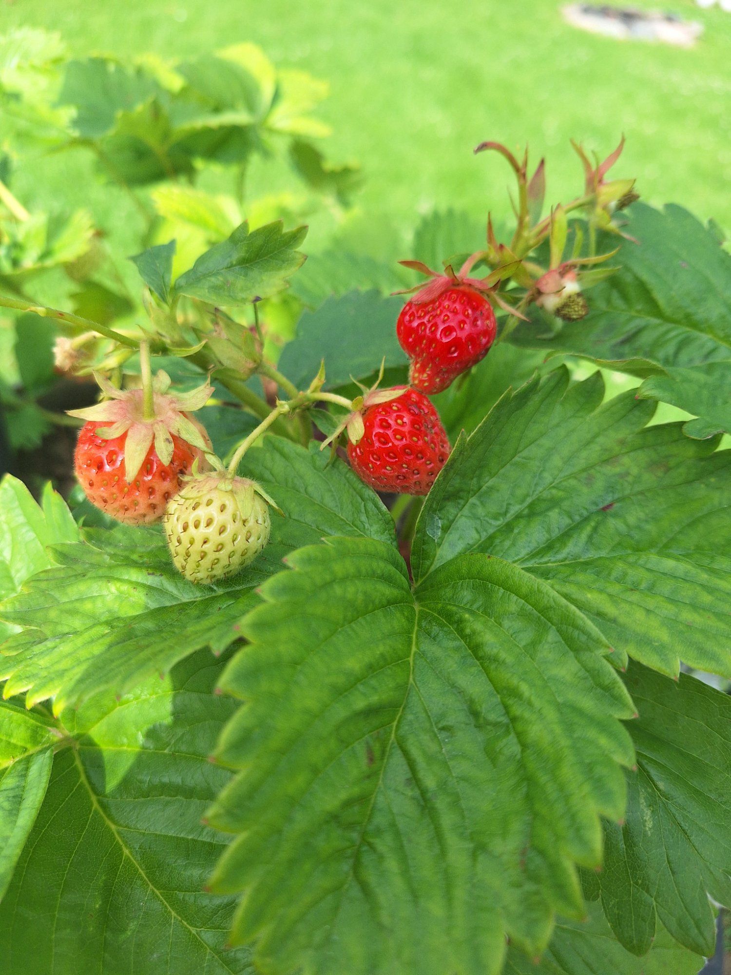 Valmivad maasikad🍓