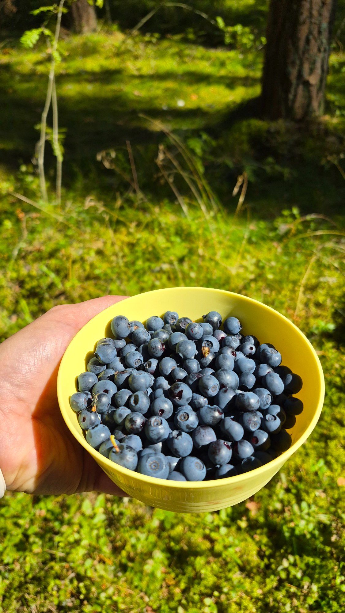Lapsepõlve maiustus