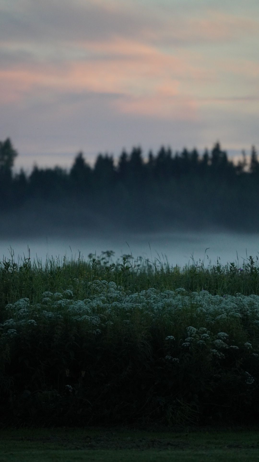 Suveõhtu udus