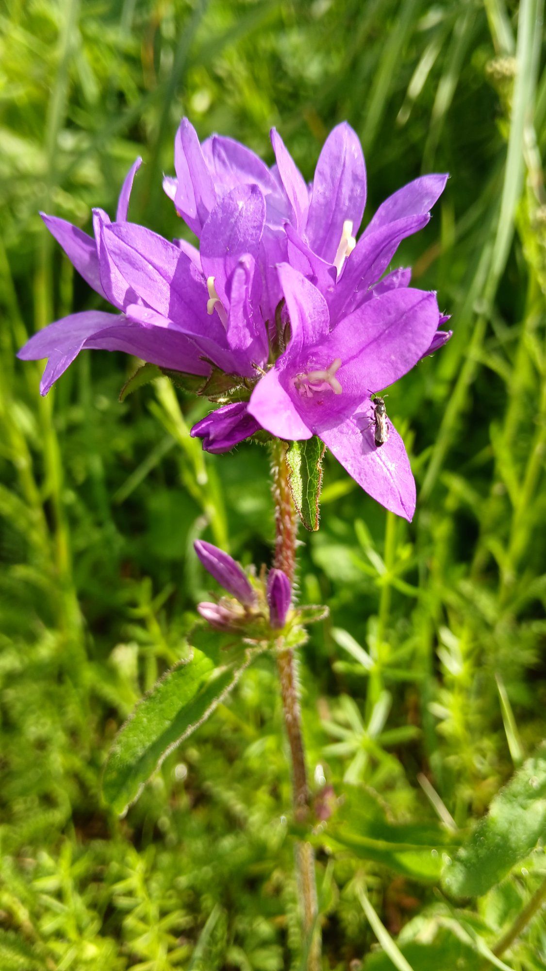 Putukas  lillel 