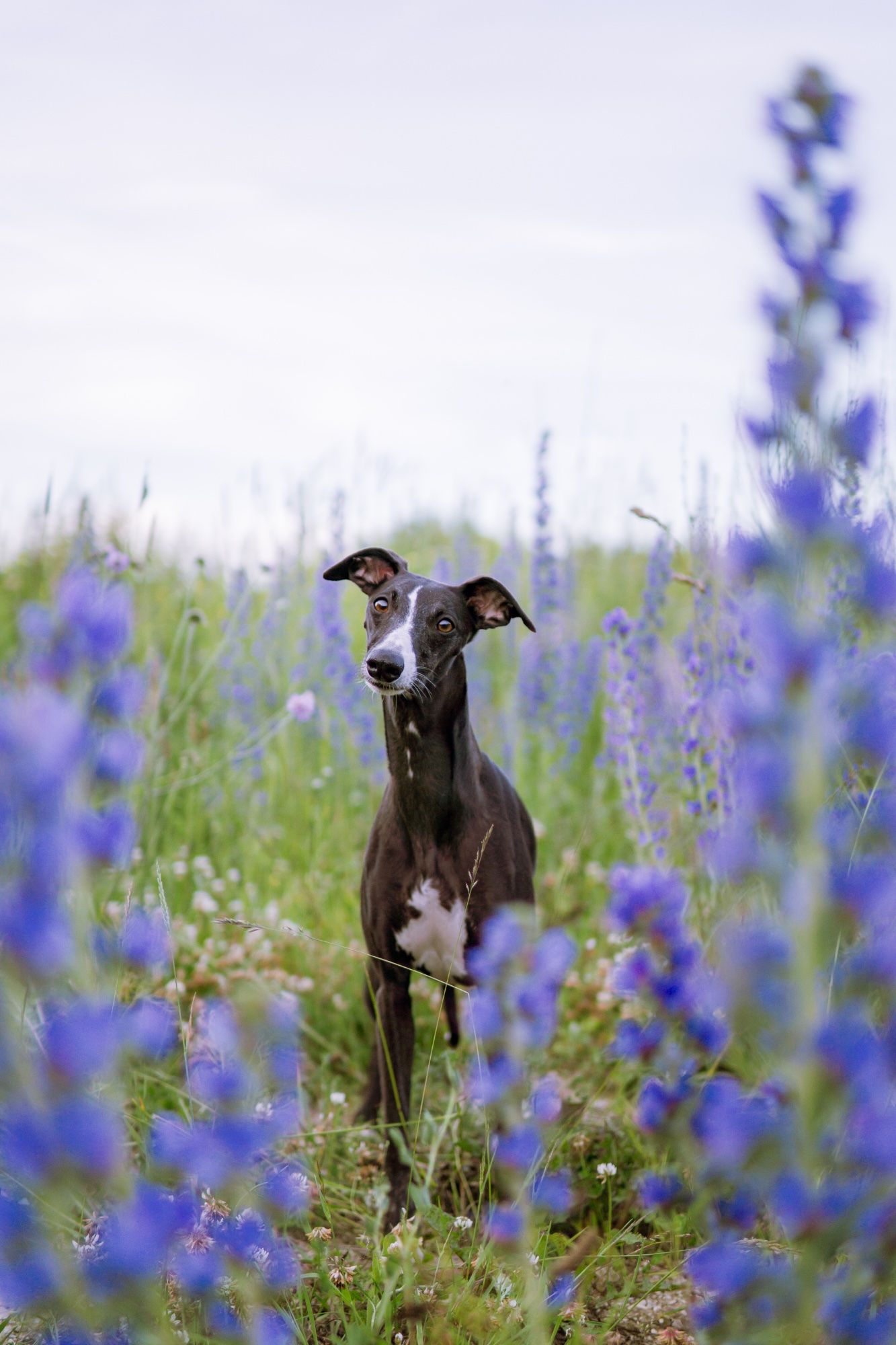 whippet Luna keset ussikeele põldu 🪻