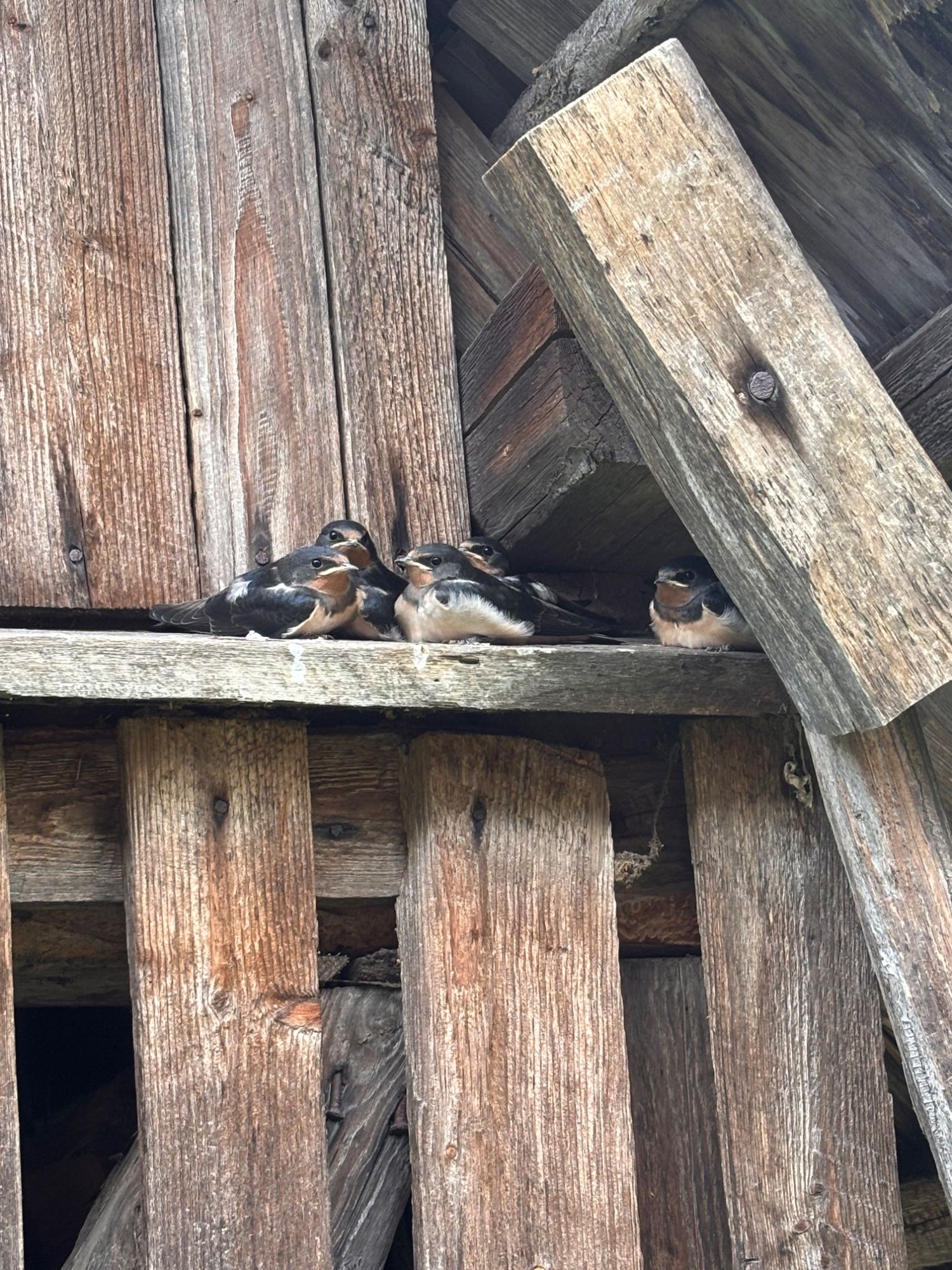 Pääsukese pojad pesast väljas.