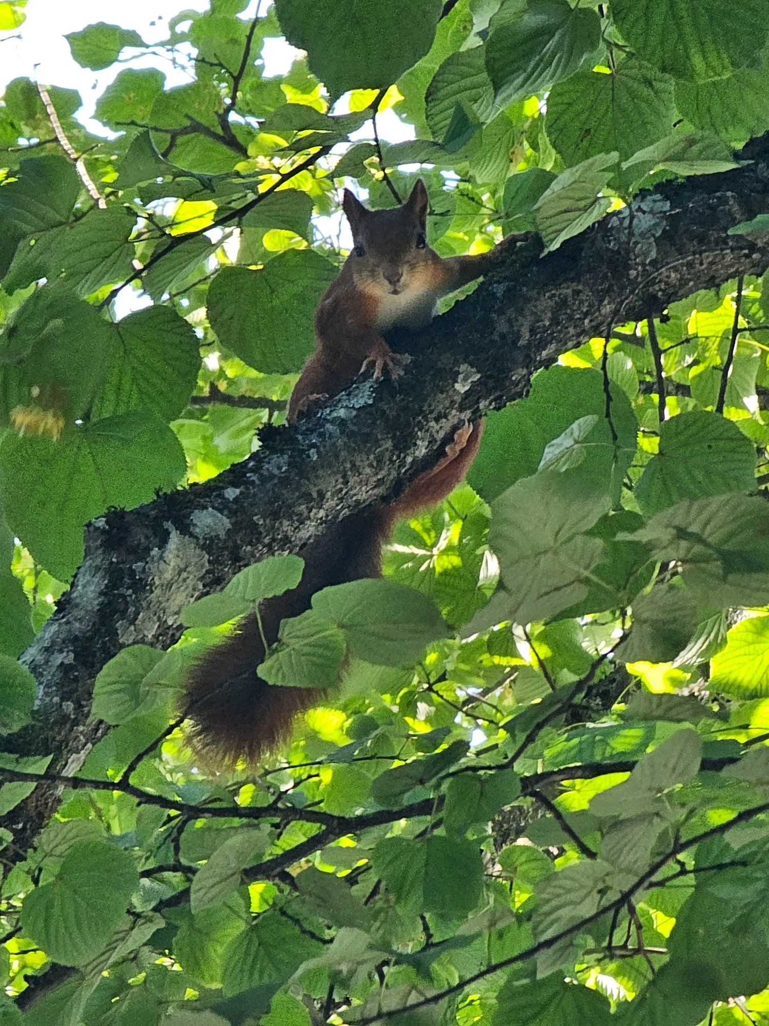 Oravapoiss, kes otsustas et lubab endast siiski ühe pildi teha . 