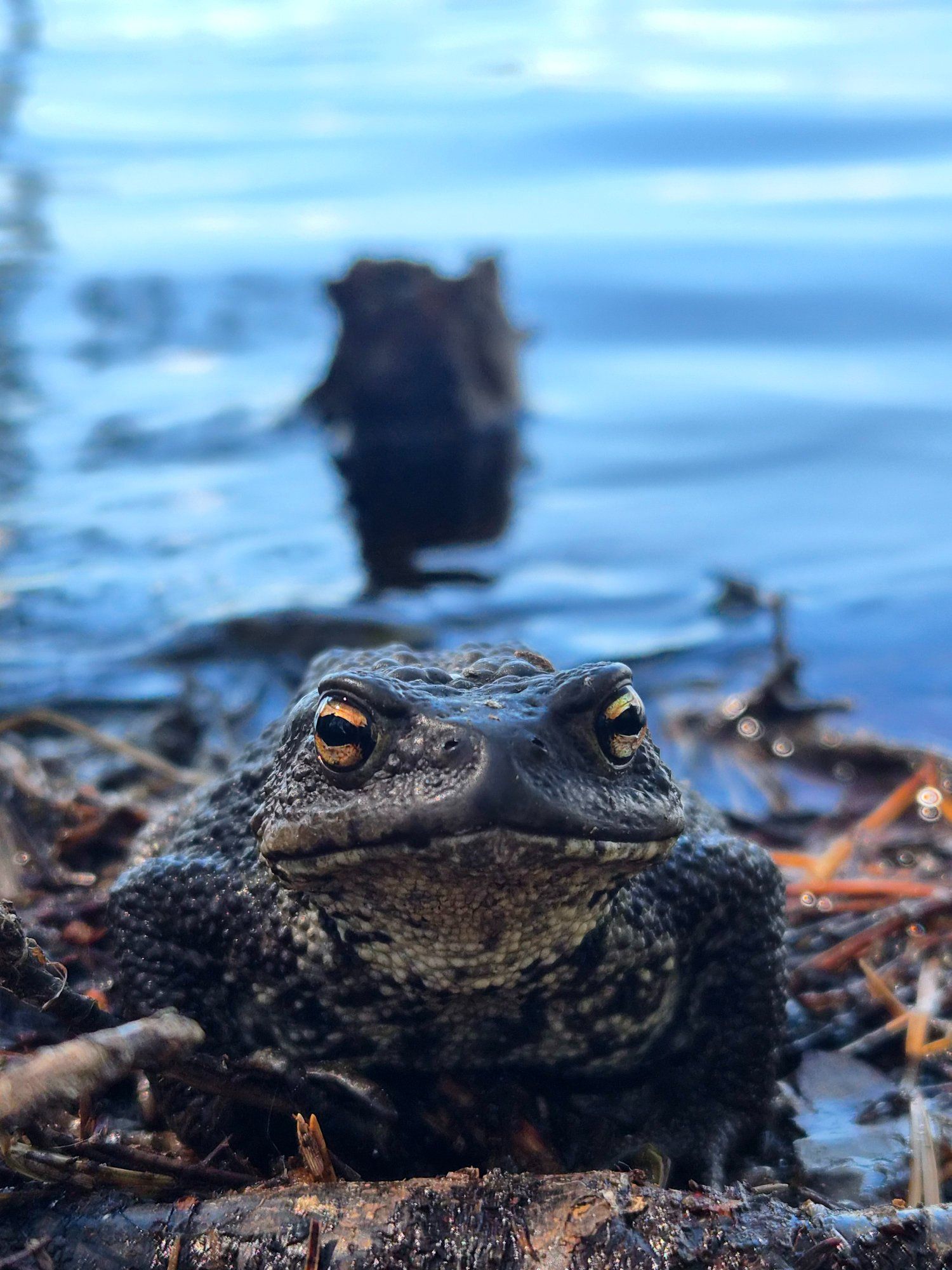 Pilkkontakt. Harilik kärnkonn rabajärvest välja tulemas. 