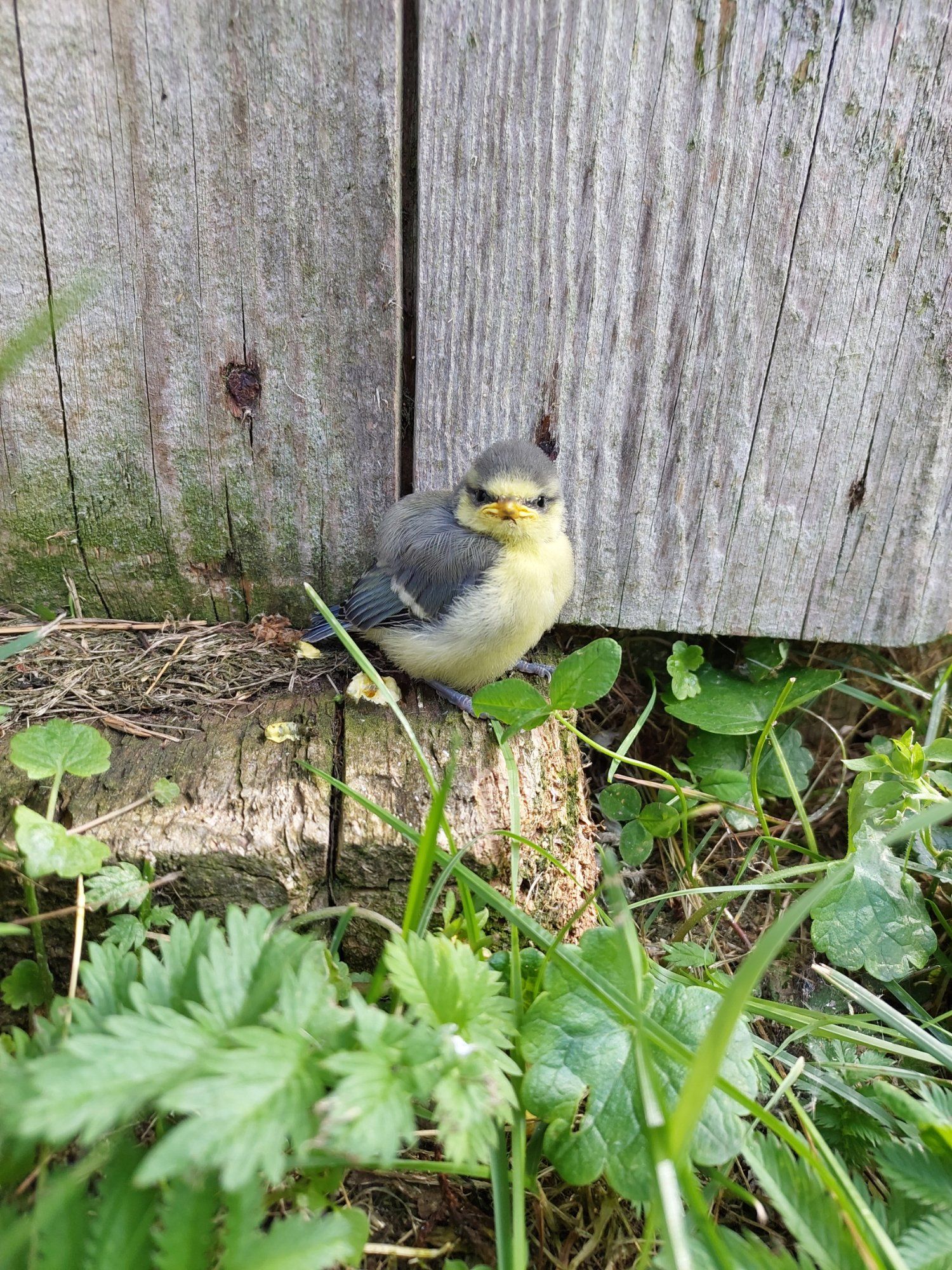 Rasvatihase poeg
