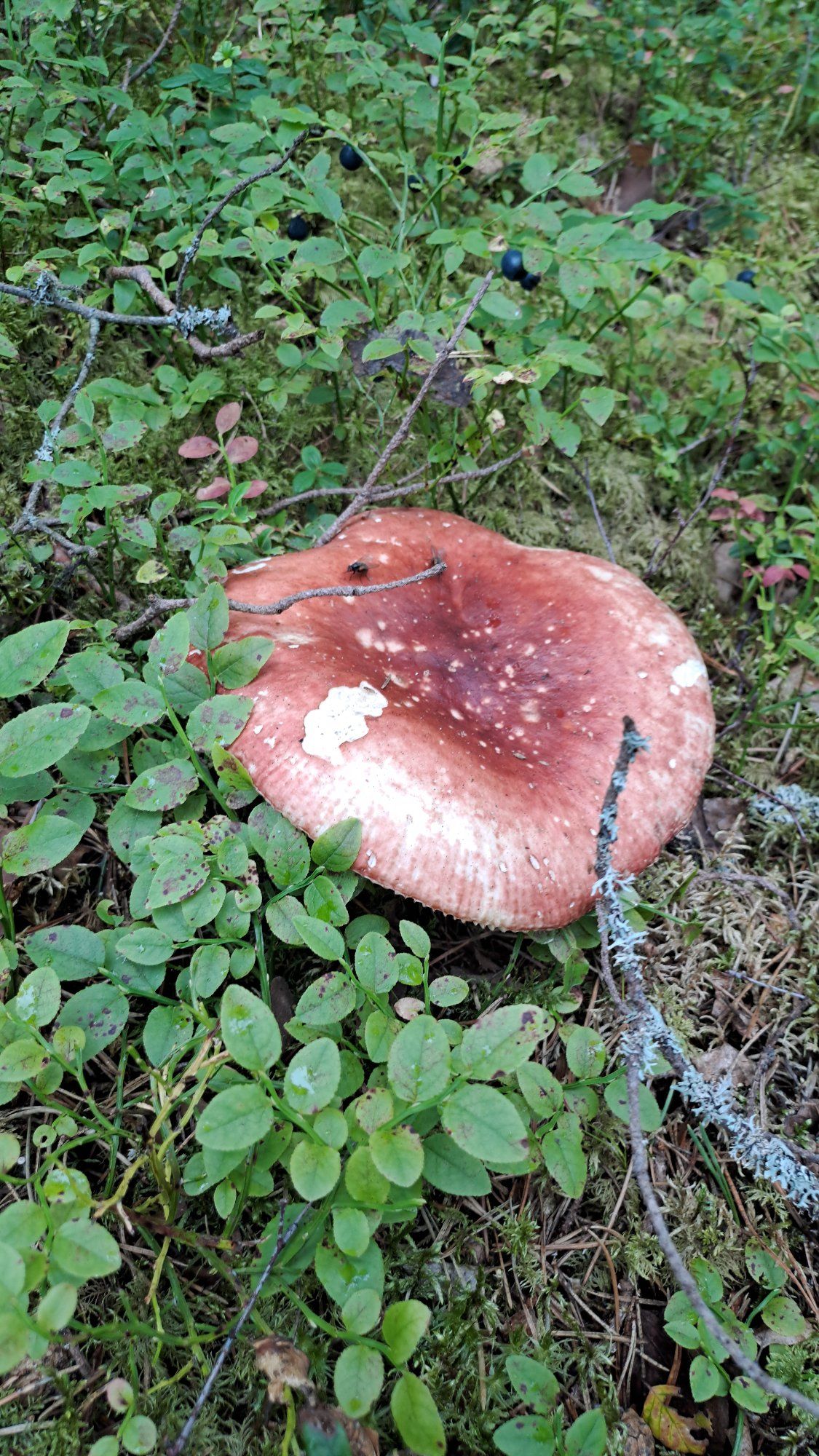 Kärpseseen