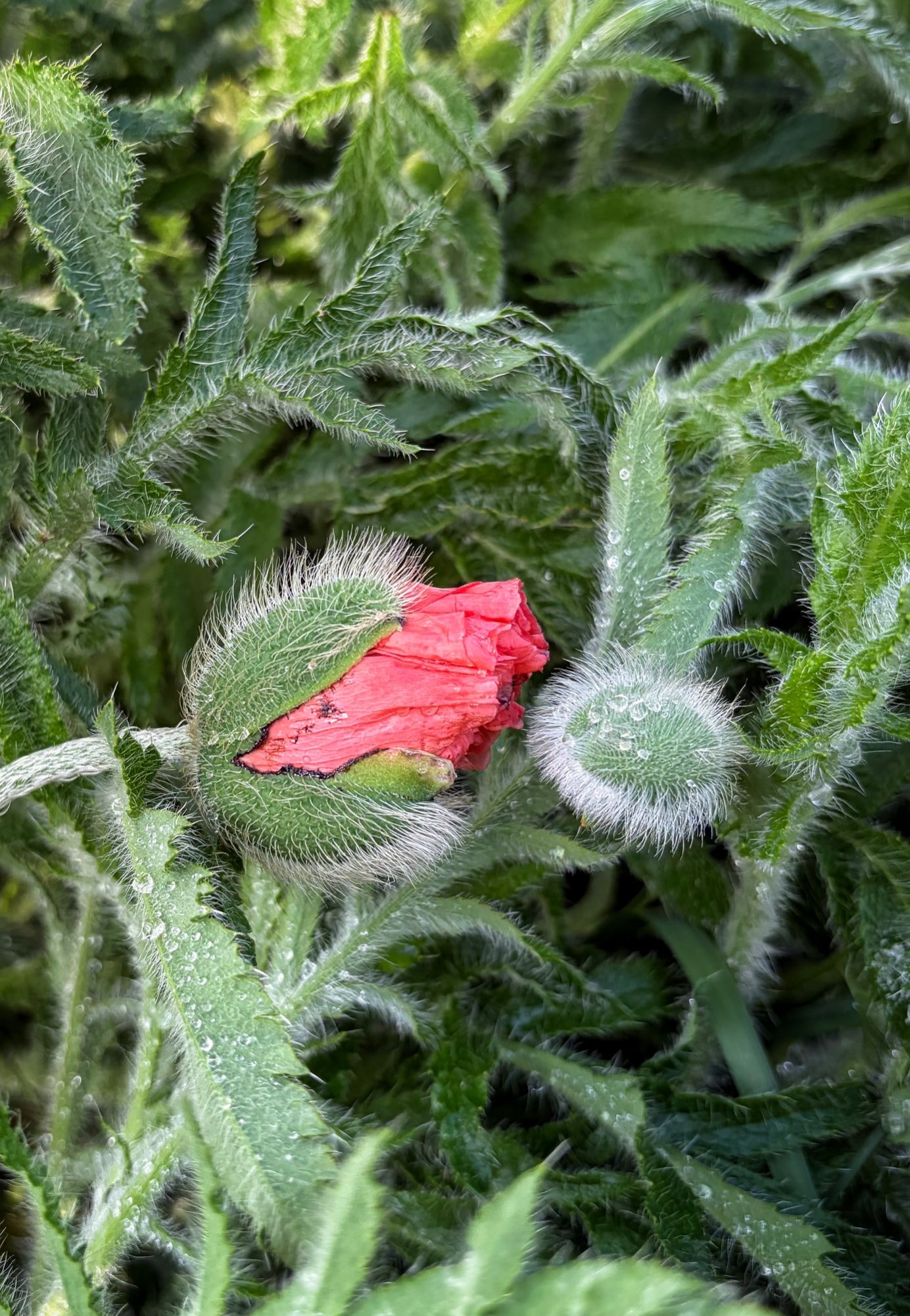 Esimene suudlus