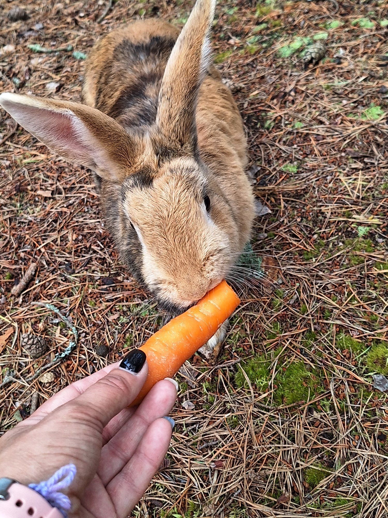 Saaremaal jänestesaarel🐇